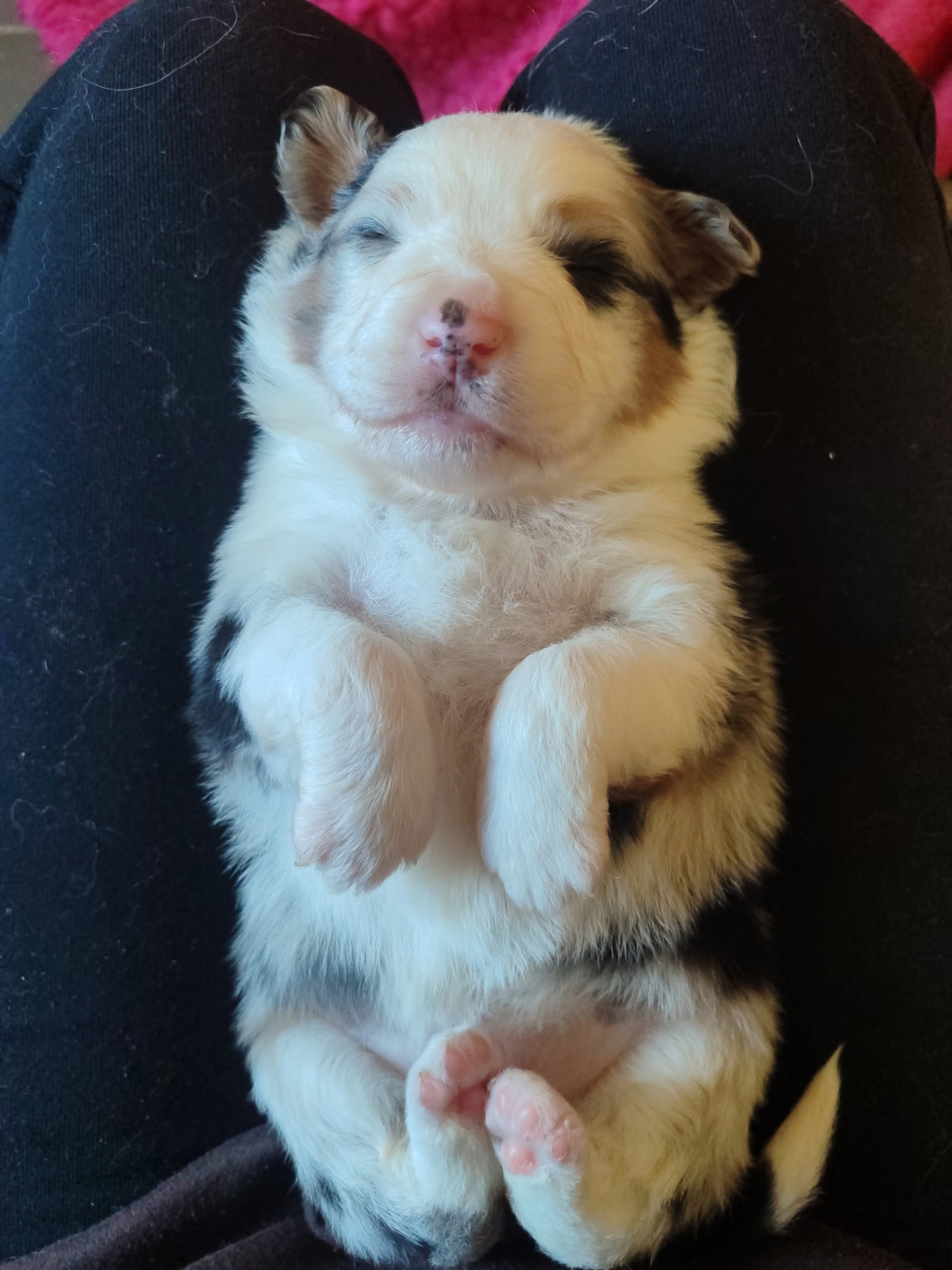 Chiot Berger Américain Miniature  Of Little Blue Stars