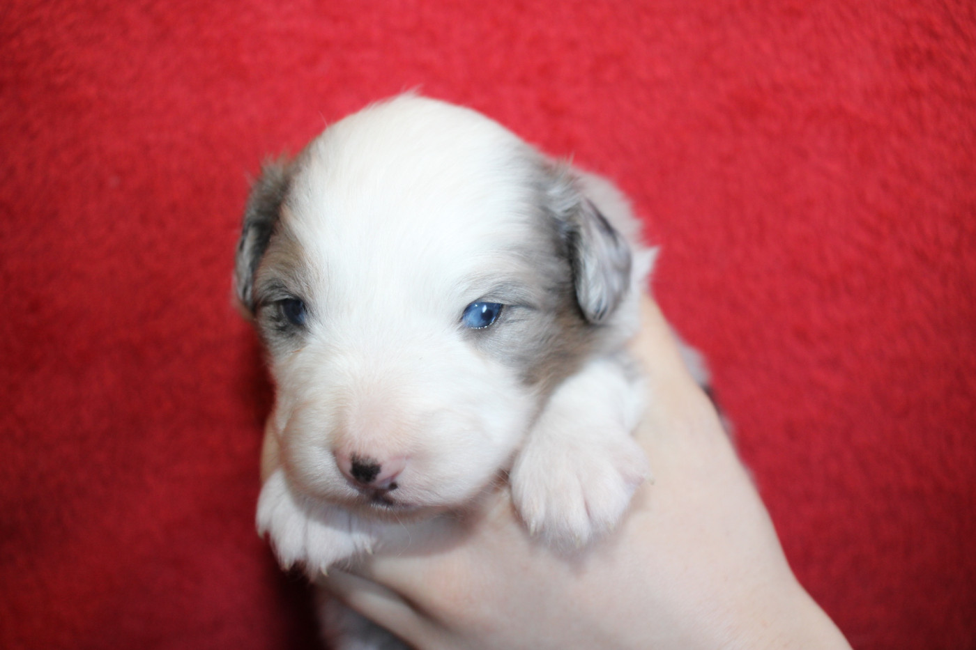 Of Little Blue Stars - Chiots disponibles - Berger Américain Miniature 