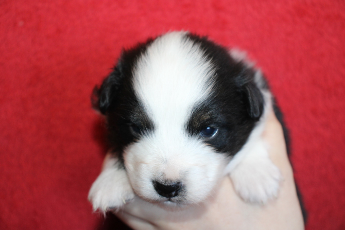 Of Little Blue Stars - Chiots disponibles - Berger Américain Miniature 
