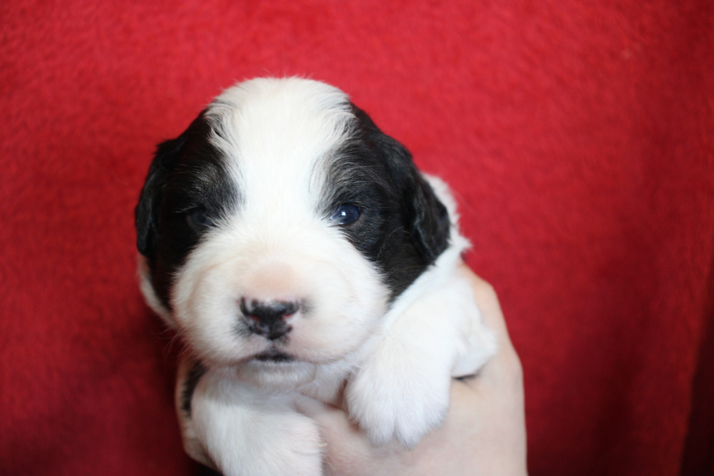 Of Little Blue Stars - Chiots disponibles - Berger Américain Miniature 