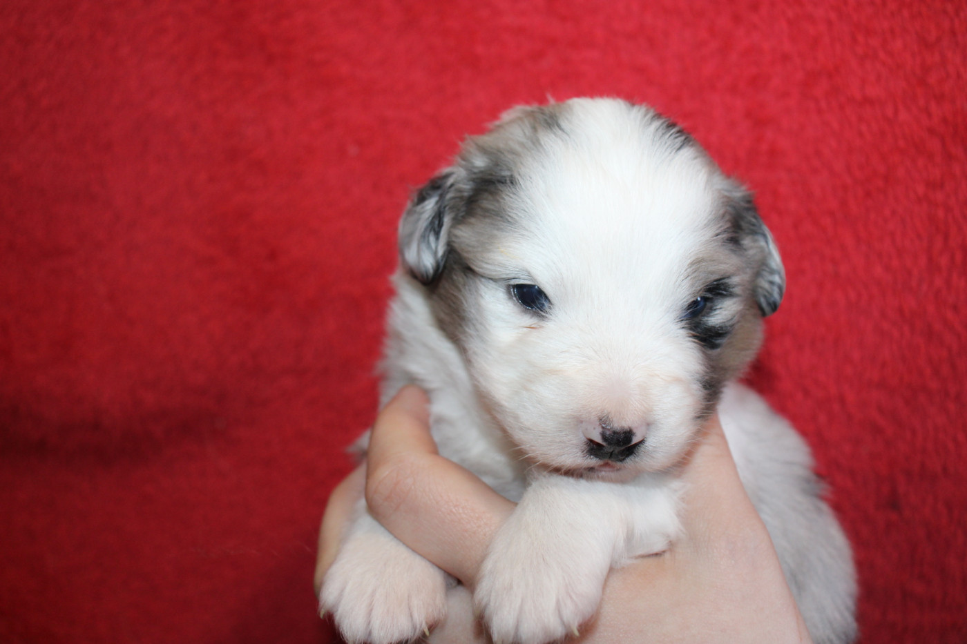 Of Little Blue Stars - Chiots disponibles - Berger Américain Miniature 