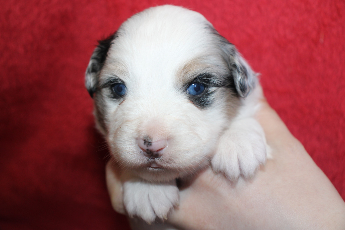 Of Little Blue Stars - Chiots disponibles - Berger Américain Miniature 