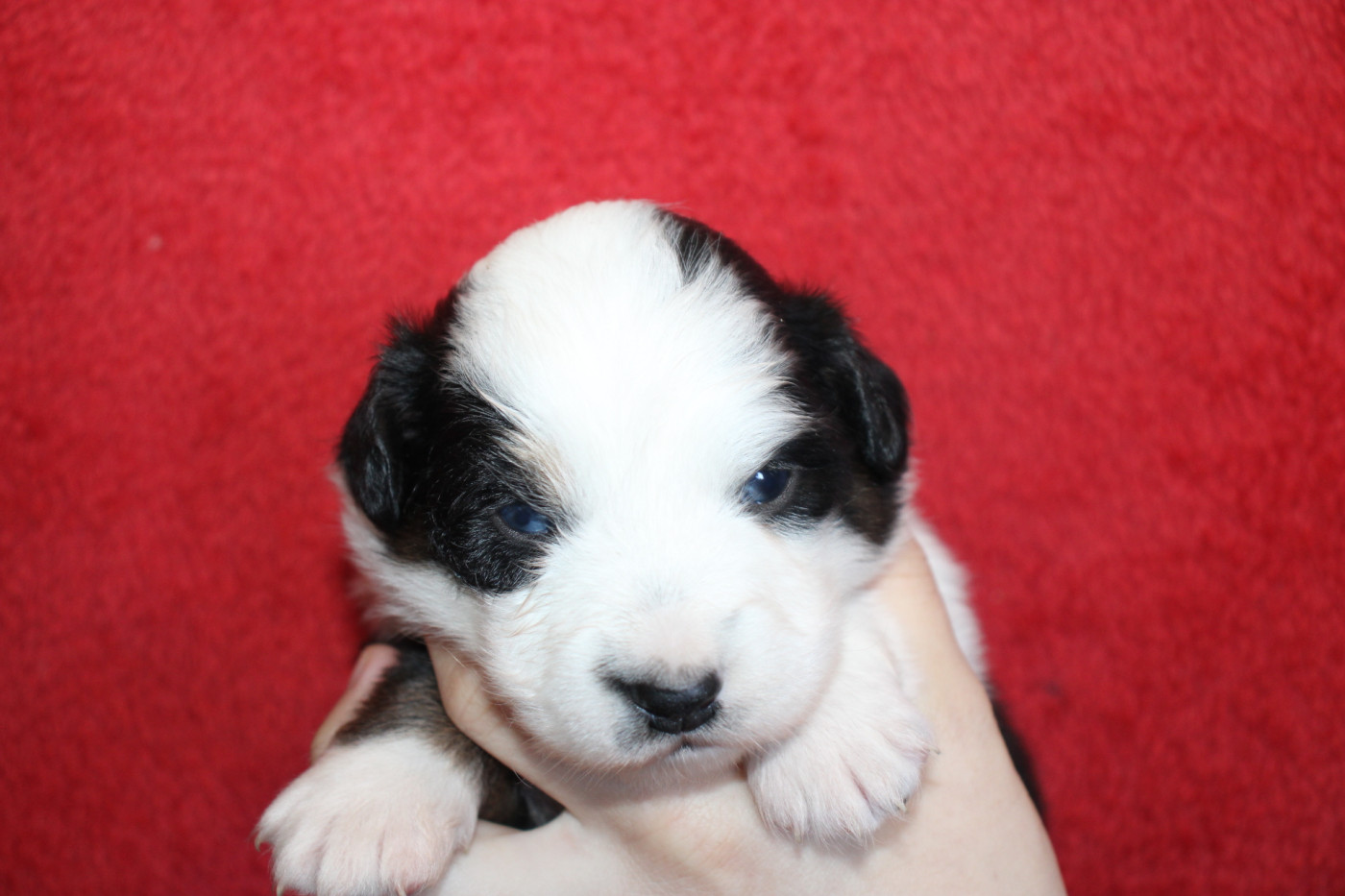 Of Little Blue Stars - Chiots disponibles - Berger Américain Miniature 