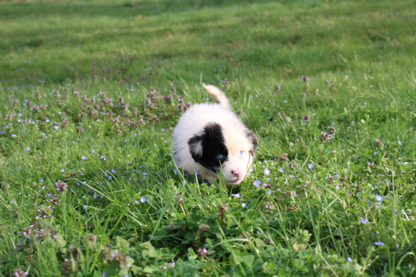 Of Little Blue Stars - Chiots disponibles - Berger Australien