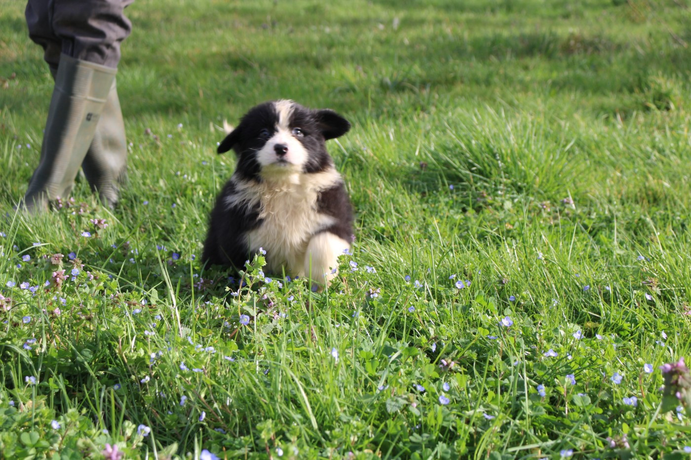 Of Little Blue Stars - Chiots disponibles - Berger Australien