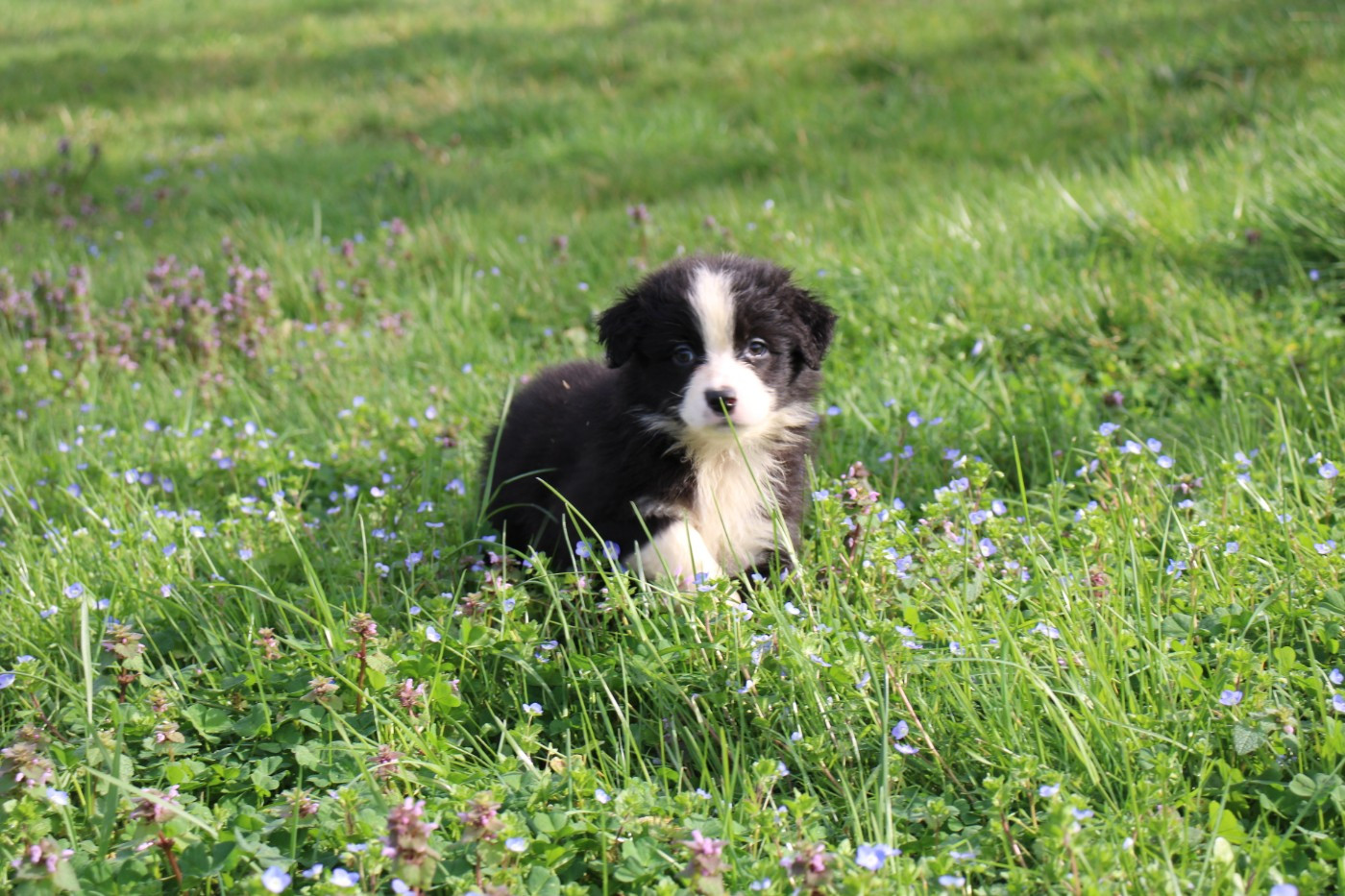 Of Little Blue Stars - Chiots disponibles - Berger Australien