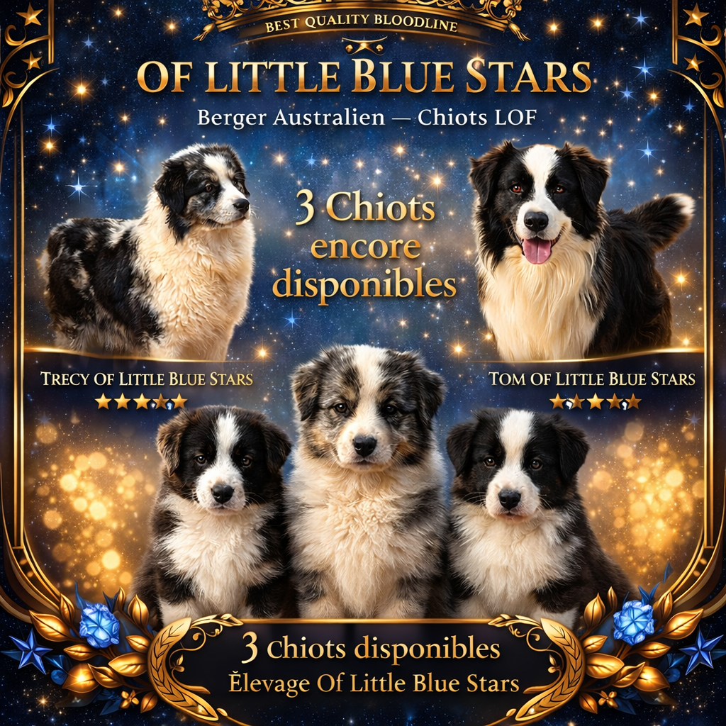 Of Little Blue Stars - Berger Australien - Portée née le 02/01/2026