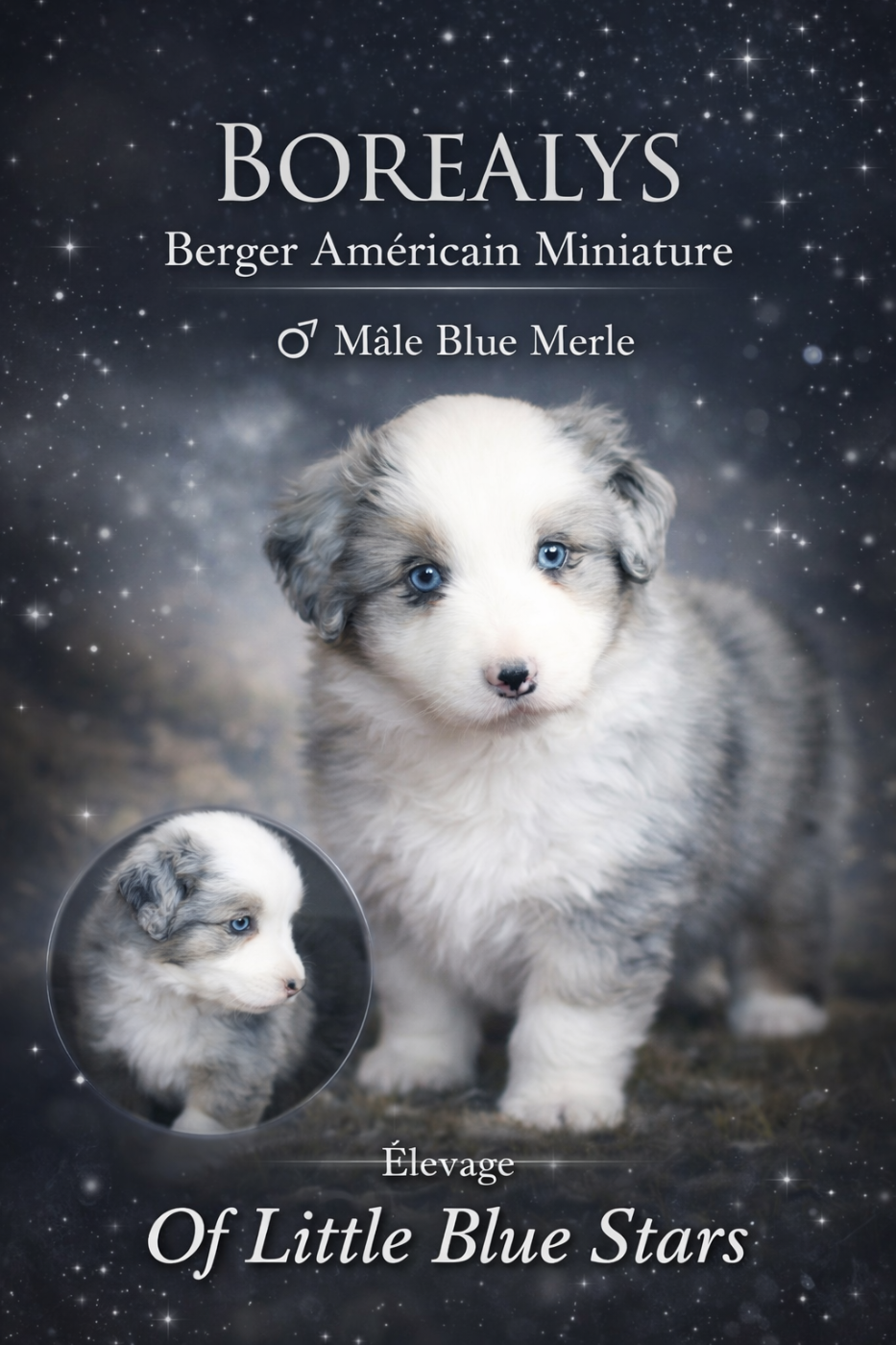 Of Little Blue Stars - Chiots disponibles - Berger Américain Miniature 