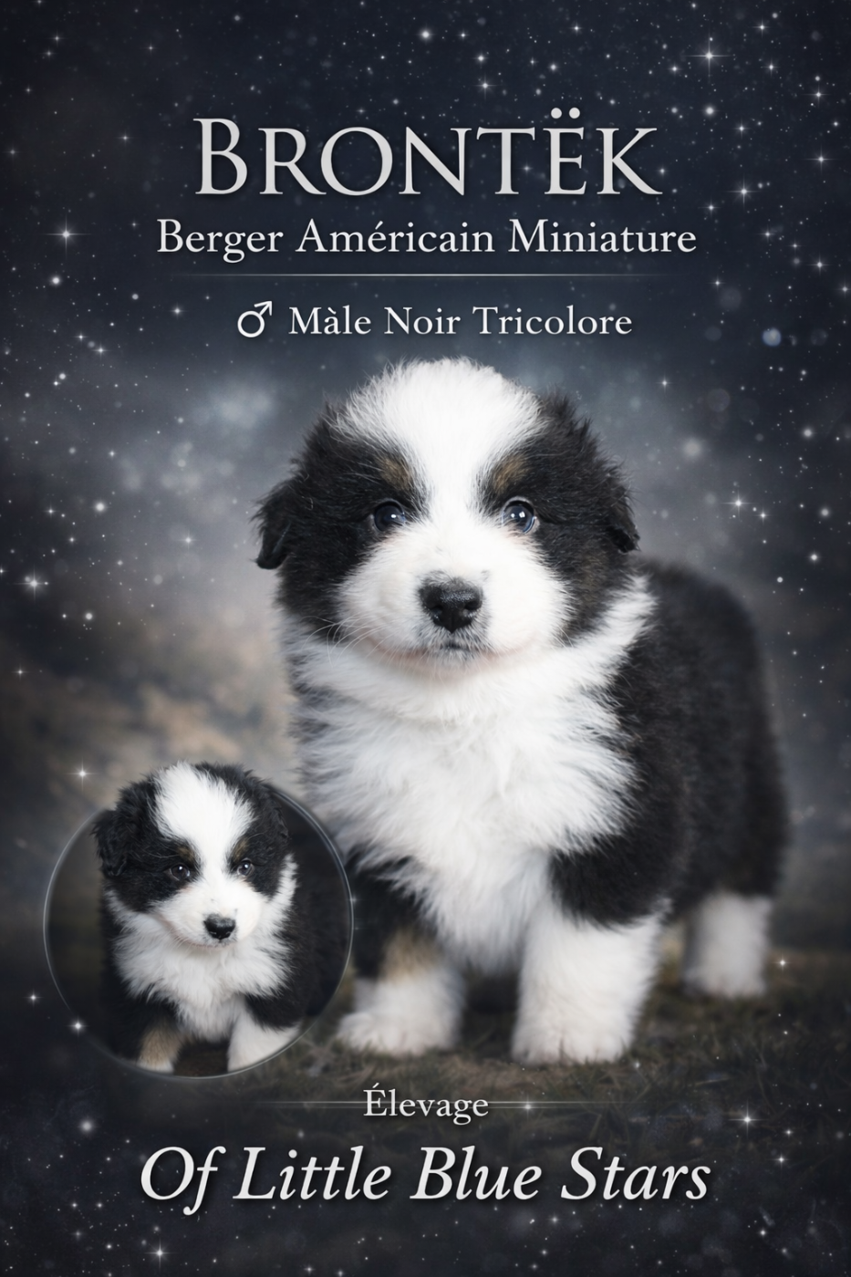 Of Little Blue Stars - Chiots disponibles - Berger Américain Miniature 