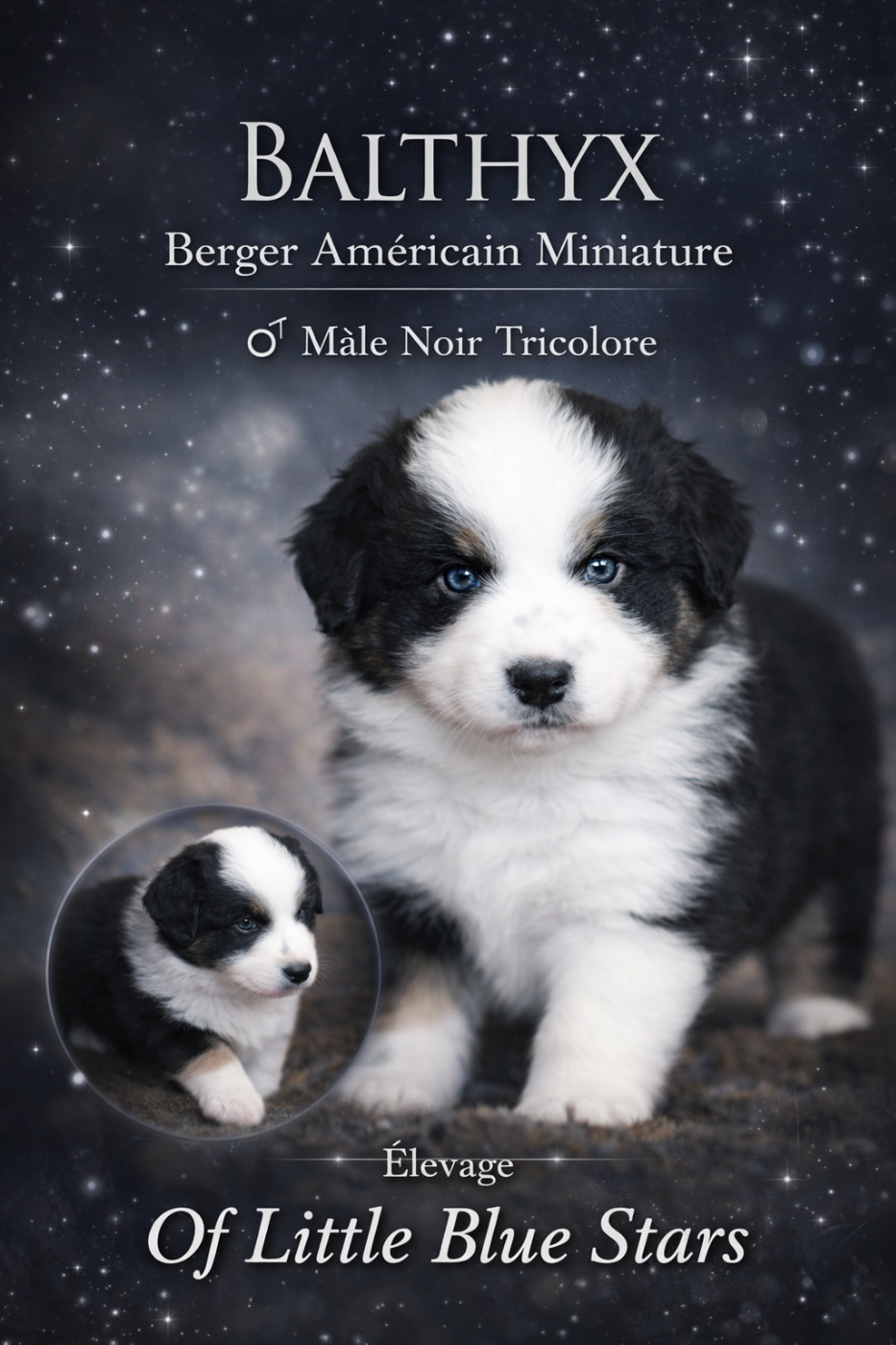 Of Little Blue Stars - Chiots disponibles - Berger Américain Miniature 
