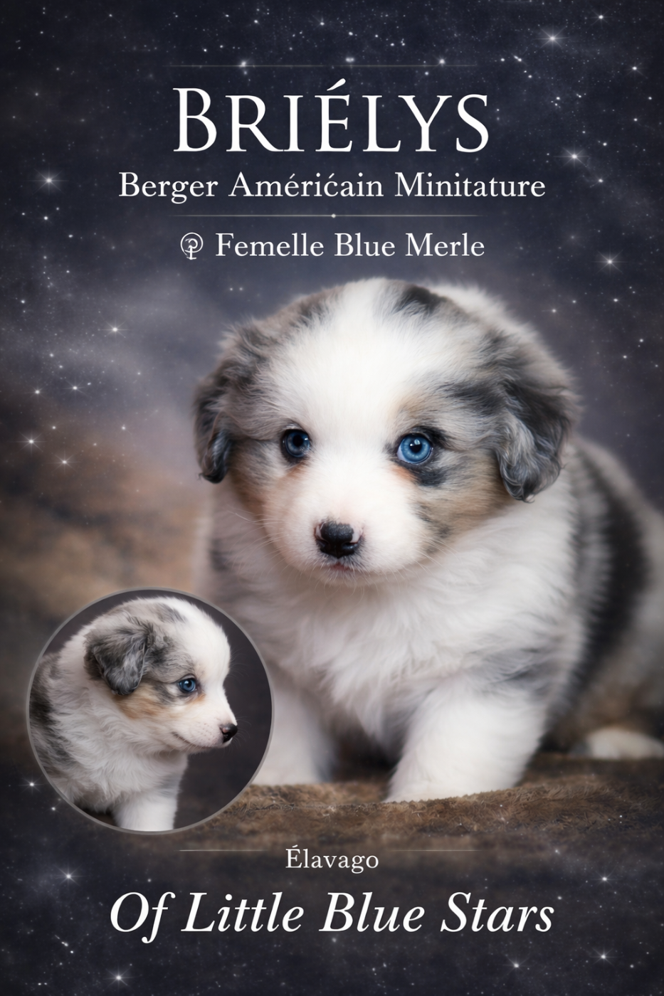 Of Little Blue Stars - Chiots disponibles - Berger Américain Miniature 