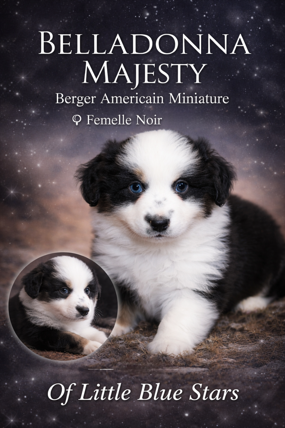 Of Little Blue Stars - Chiots disponibles - Berger Américain Miniature 