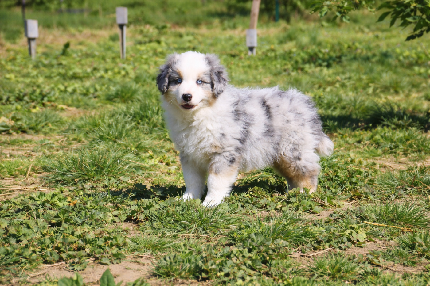 Of Little Blue Stars - Chiots disponibles - Berger Américain Miniature 