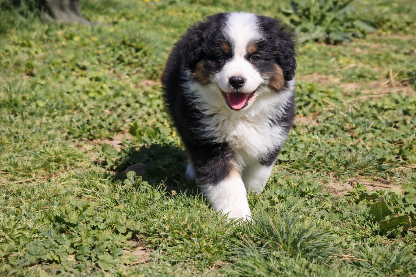 Of Little Blue Stars - Chiots disponibles - Berger Américain Miniature 