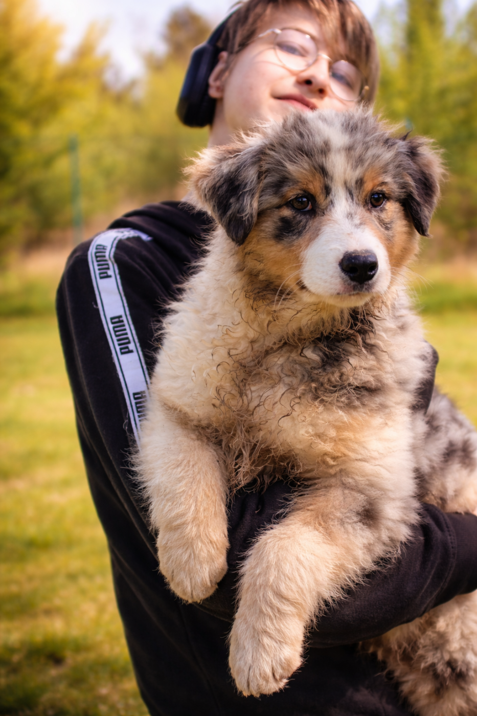 Of Little Blue Stars - Chiots disponibles - Berger Américain Miniature 