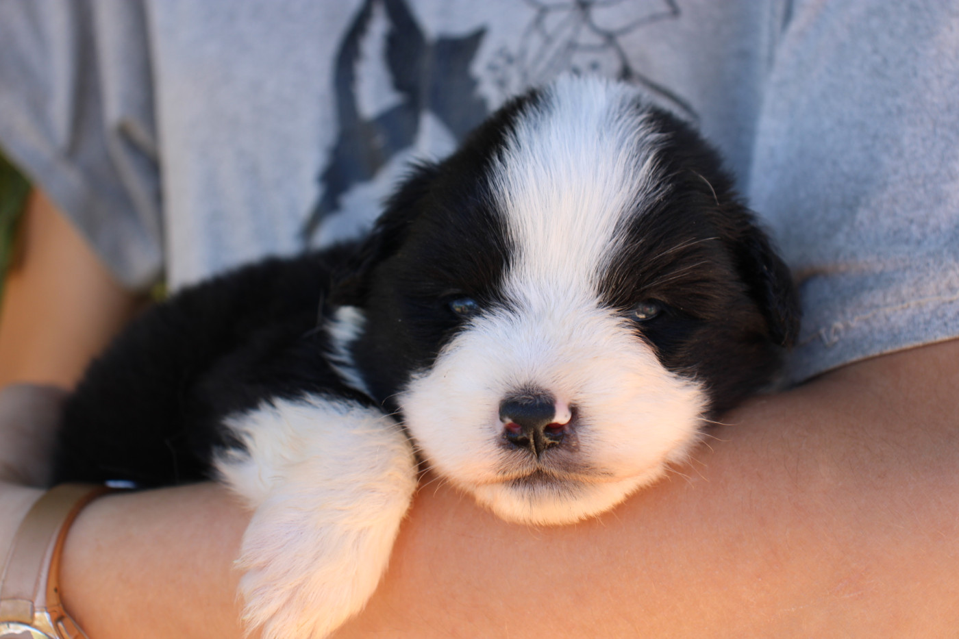 Of Little Blue Stars - Chiots disponibles - Berger Américain Miniature 