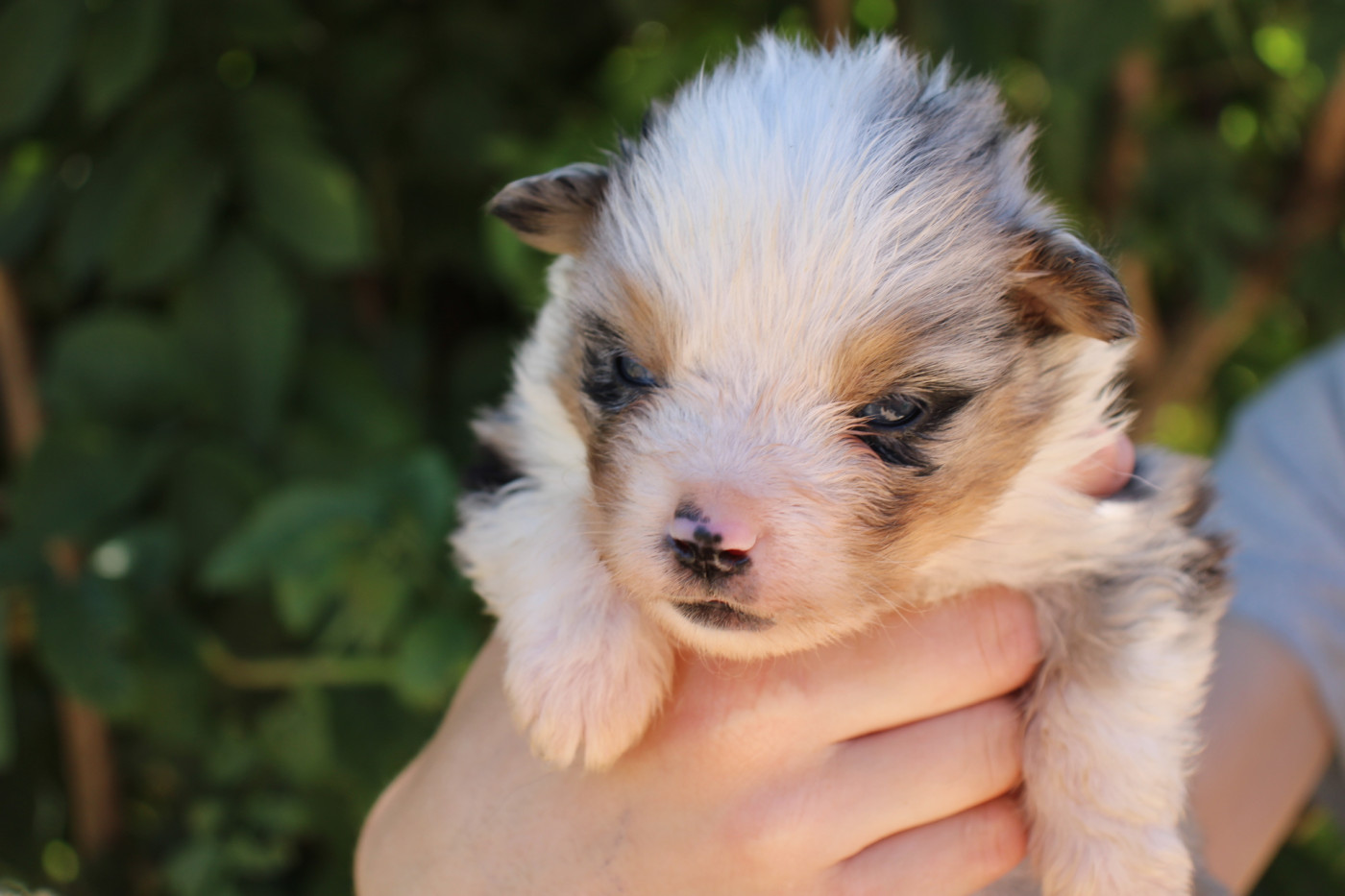 Of Little Blue Stars - Chiots disponibles - Berger Américain Miniature 