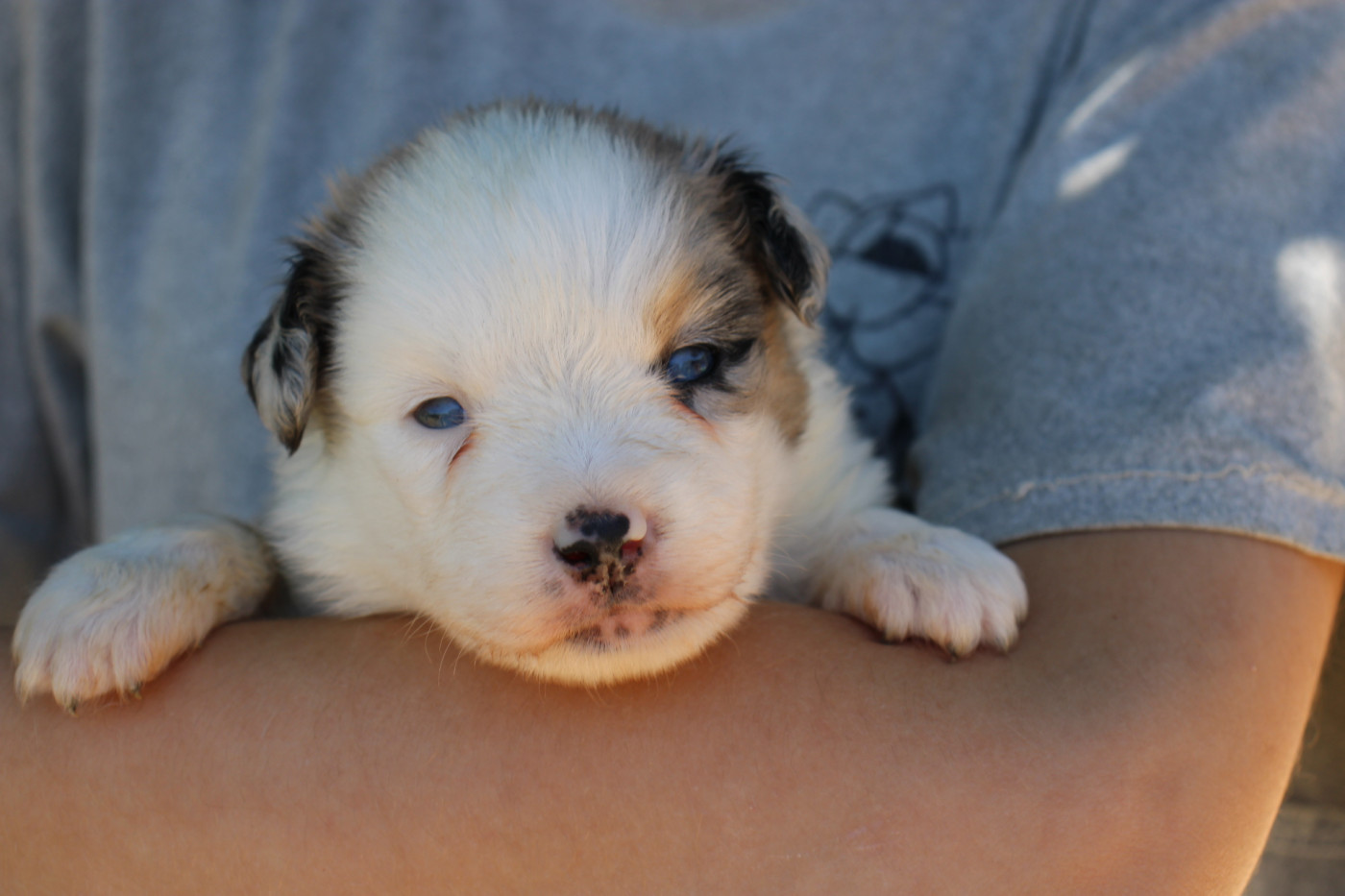 Of Little Blue Stars - Chiots disponibles - Berger Américain Miniature 