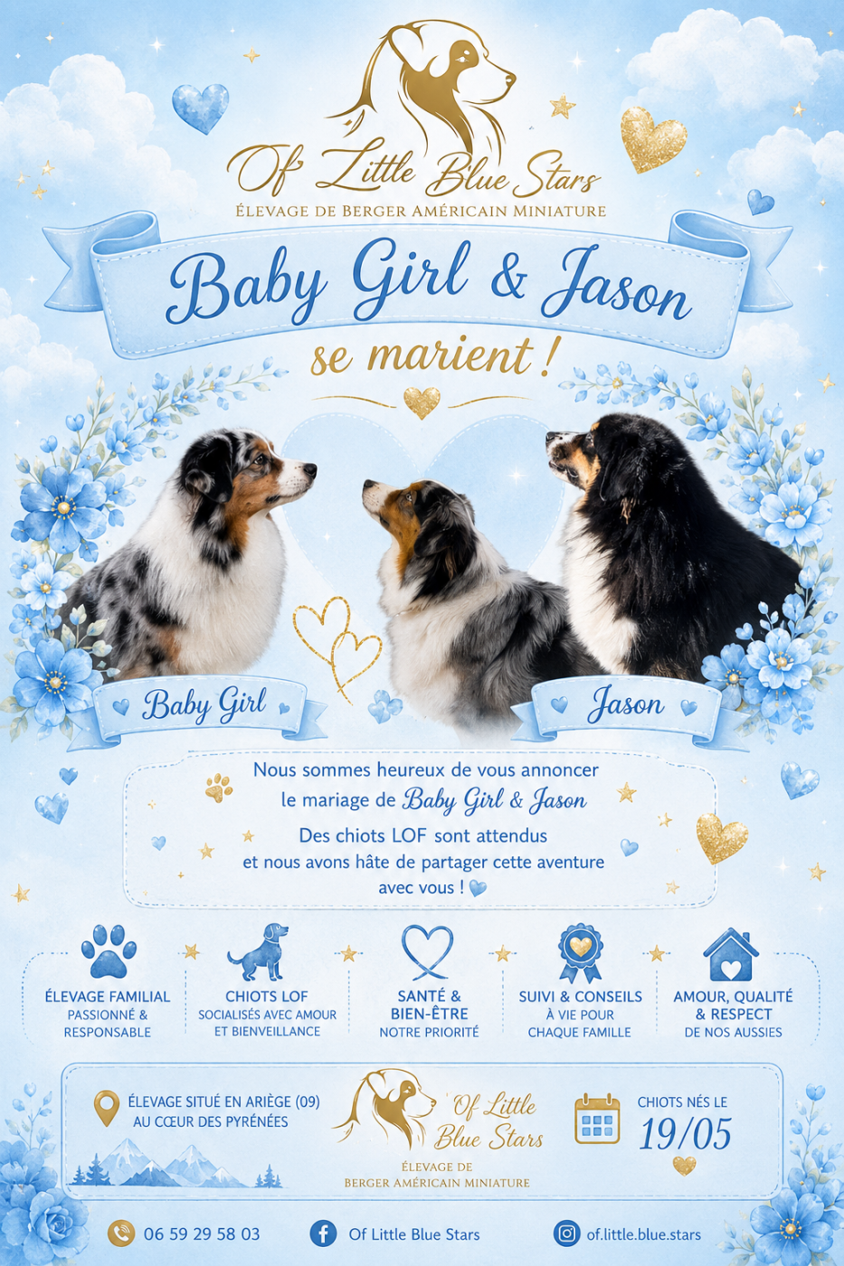 Chiot Berger Américain Miniature  Of Little Blue Stars
