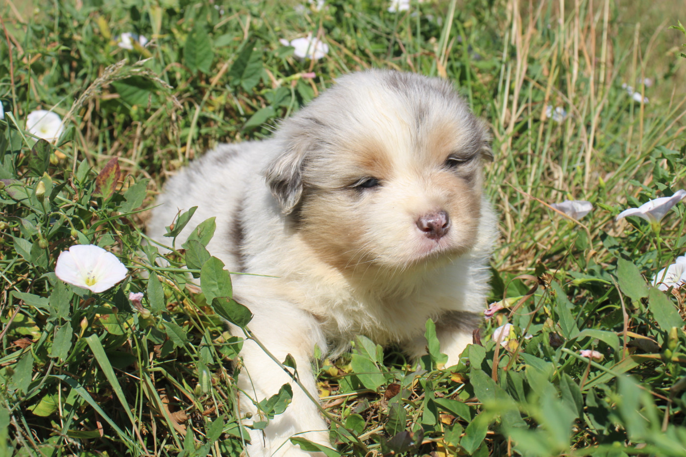 Of Little Blue Stars - Chiots disponibles - Berger Américain Miniature 