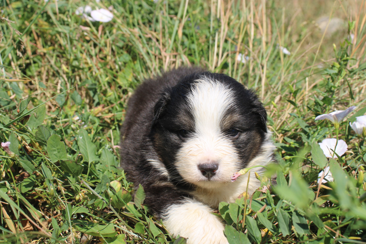 Of Little Blue Stars - Chiots disponibles - Berger Américain Miniature 