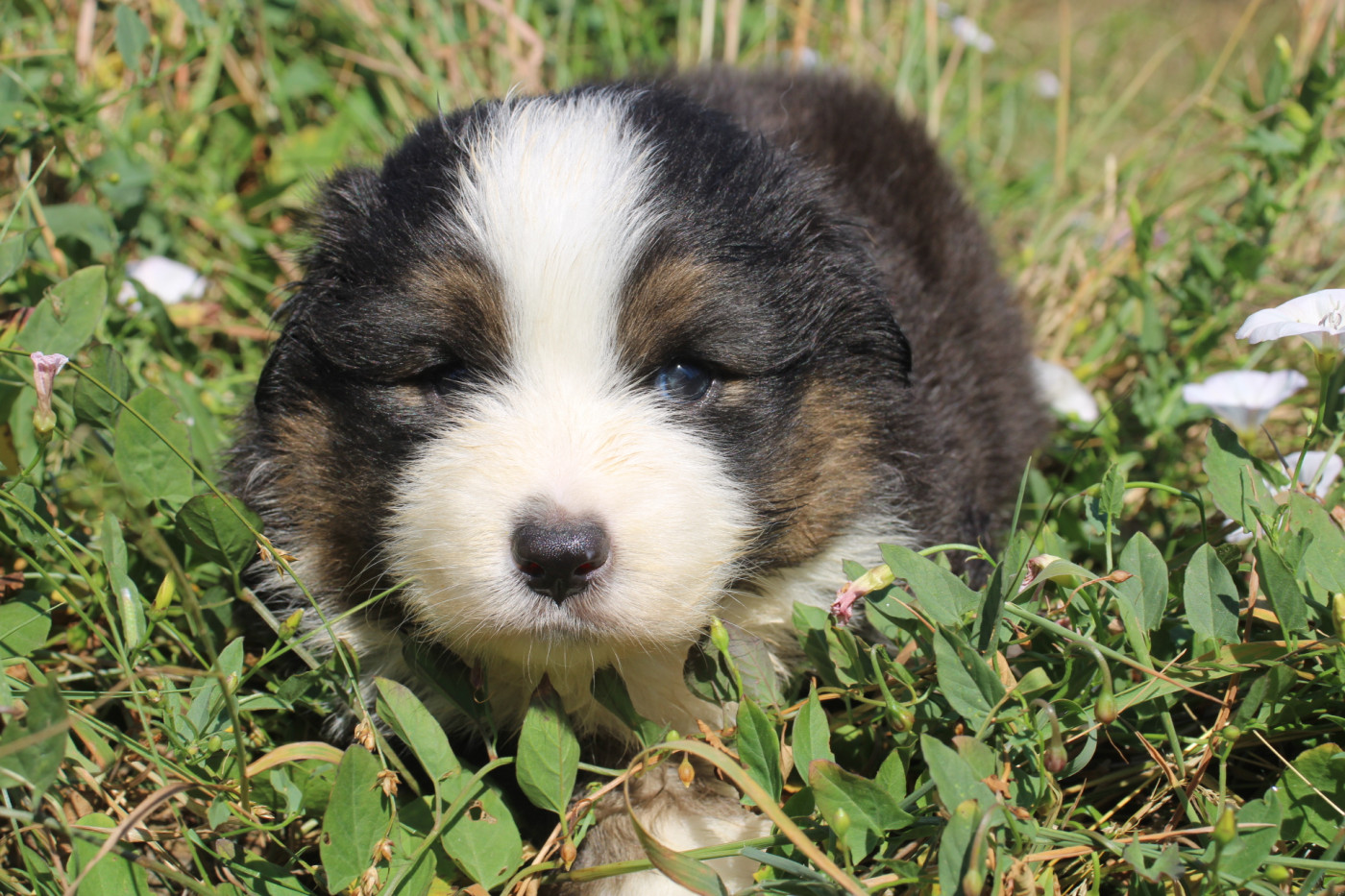 Of Little Blue Stars - Chiots disponibles - Berger Américain Miniature 