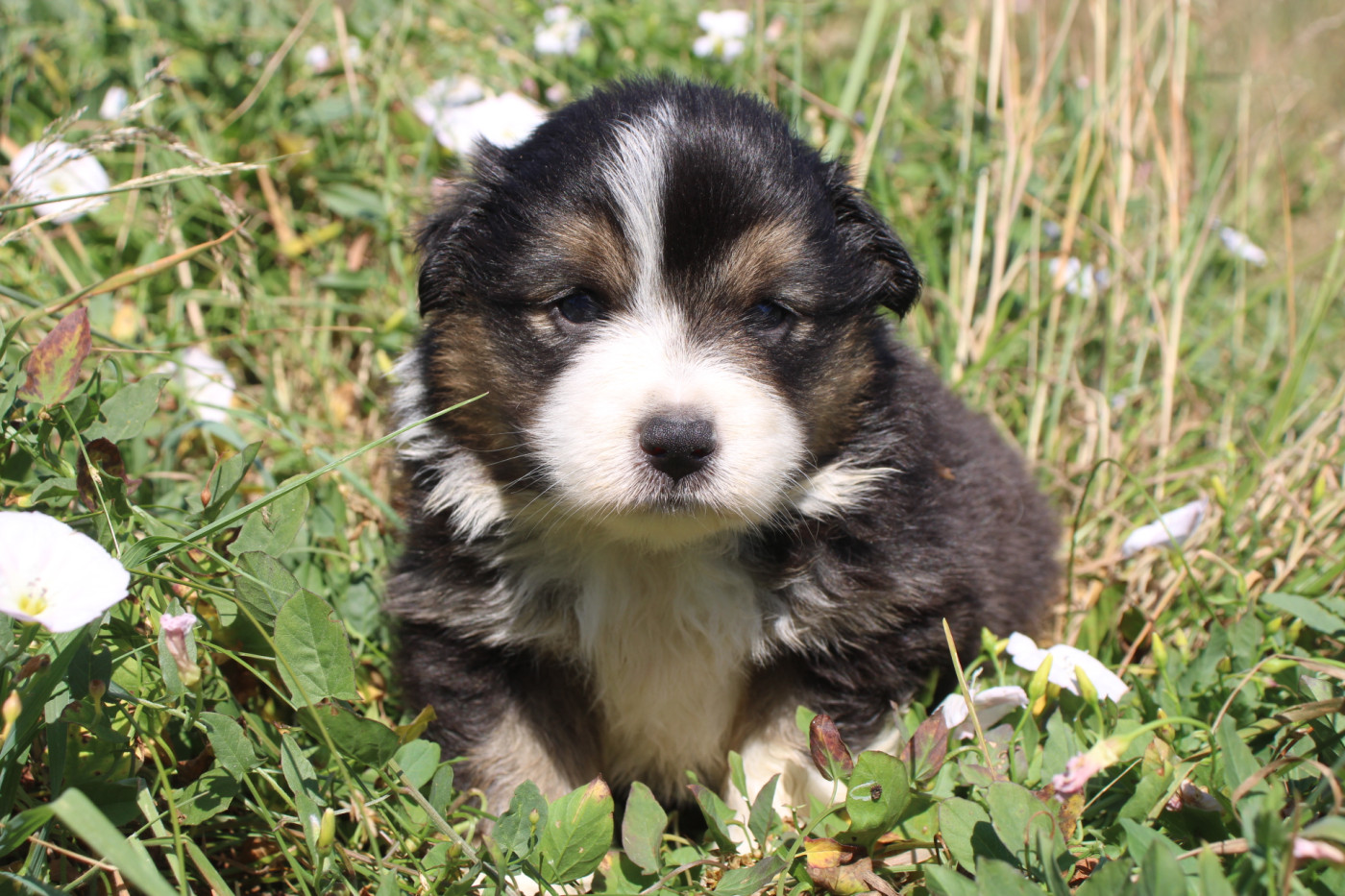 Of Little Blue Stars - Chiots disponibles - Berger Américain Miniature 