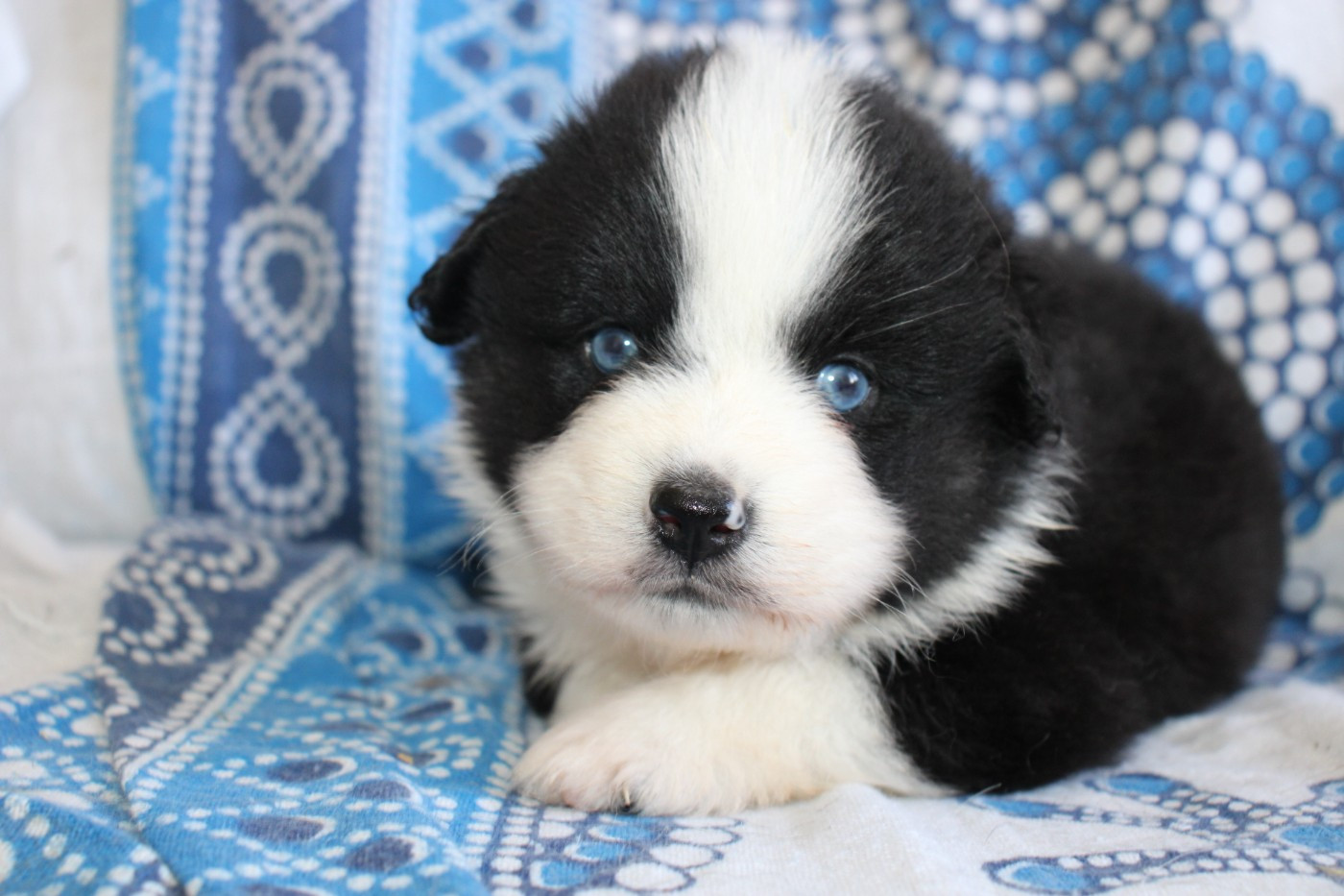 Of Little Blue Stars - Chiots disponibles - Berger Américain Miniature 