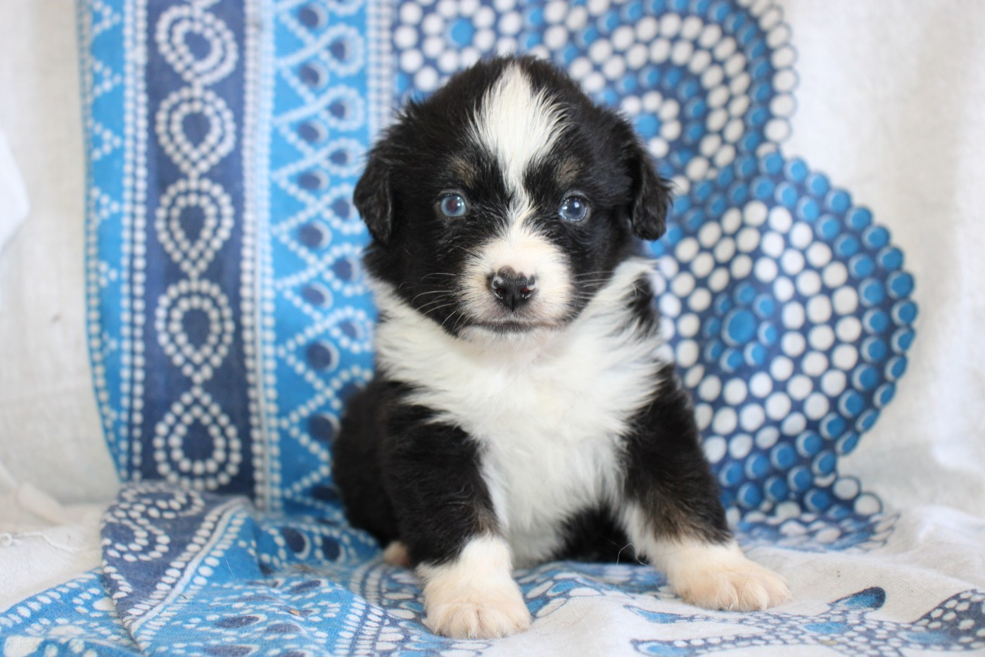 Of Little Blue Stars - Chiots disponibles - Berger Américain Miniature 