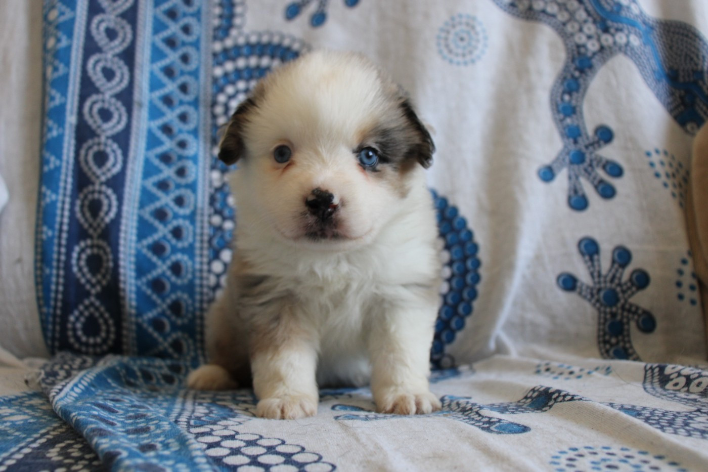 Of Little Blue Stars - Chiots disponibles - Berger Américain Miniature 