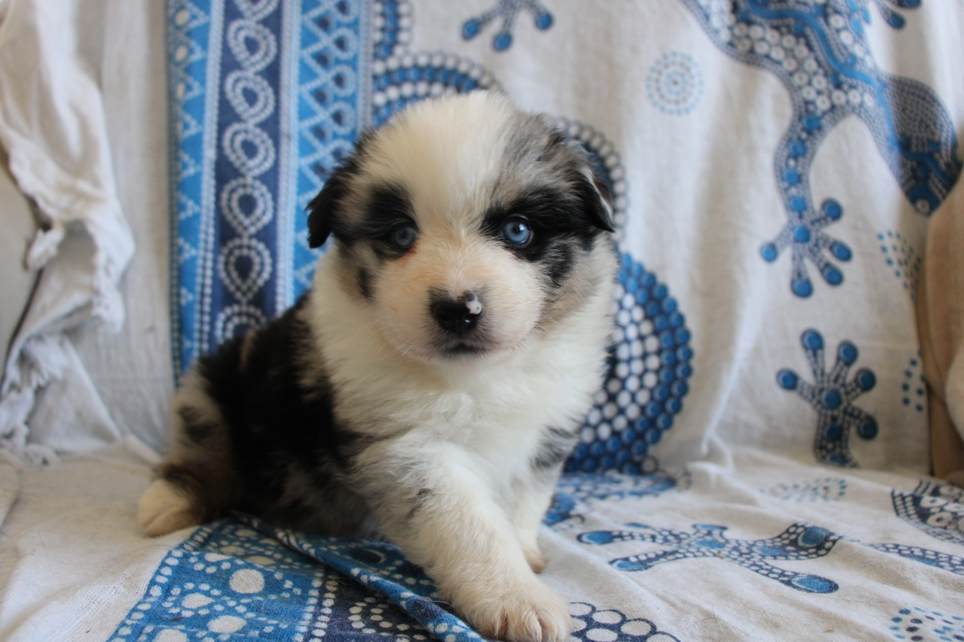 Of Little Blue Stars - Chiots disponibles - Berger Américain Miniature 