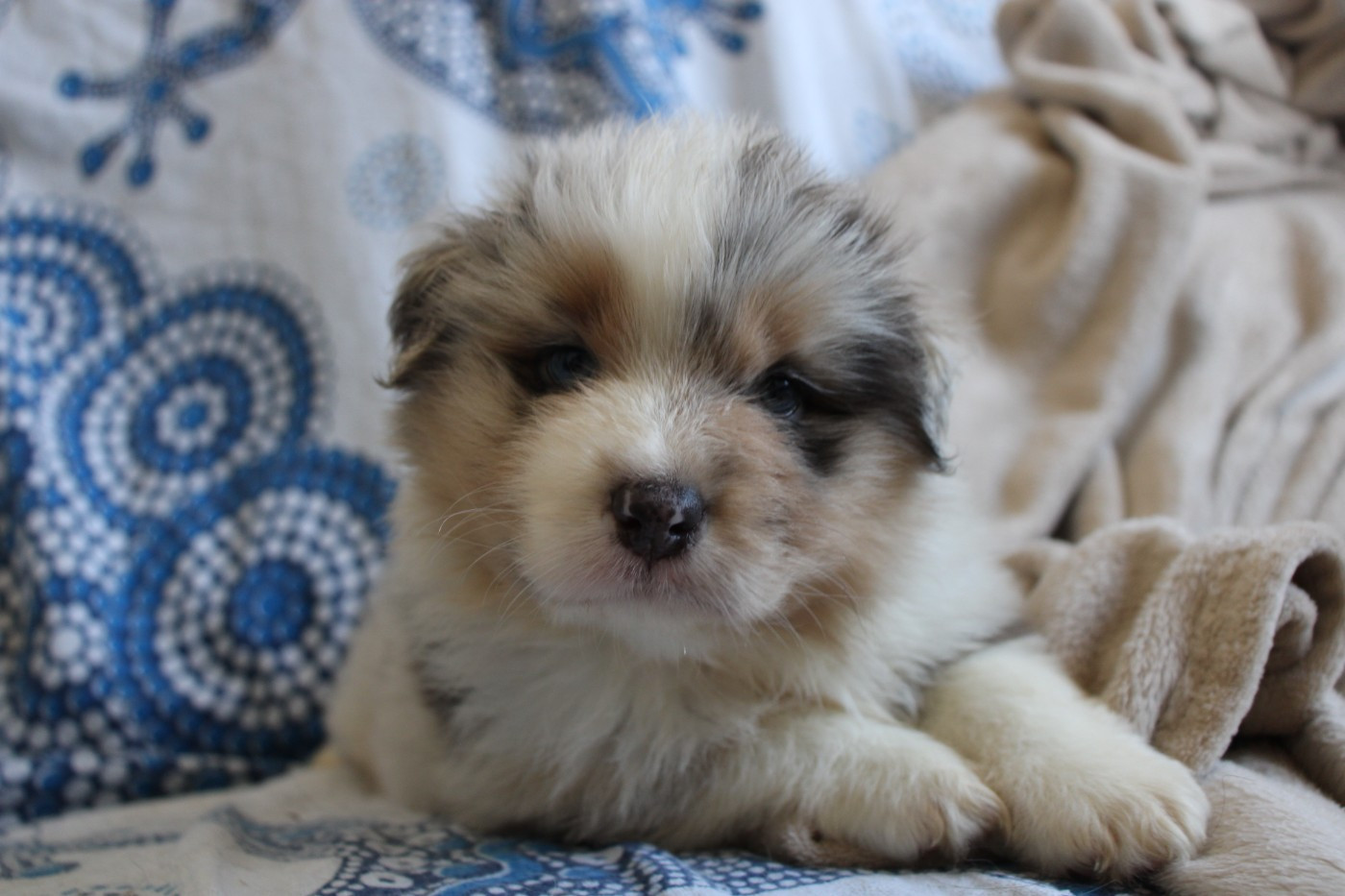 Of Little Blue Stars - Chiots disponibles - Berger Américain Miniature 