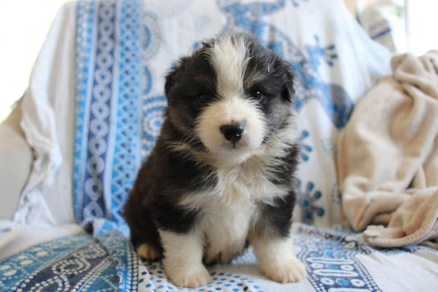 Of Little Blue Stars - Chiots disponibles - Berger Américain Miniature 