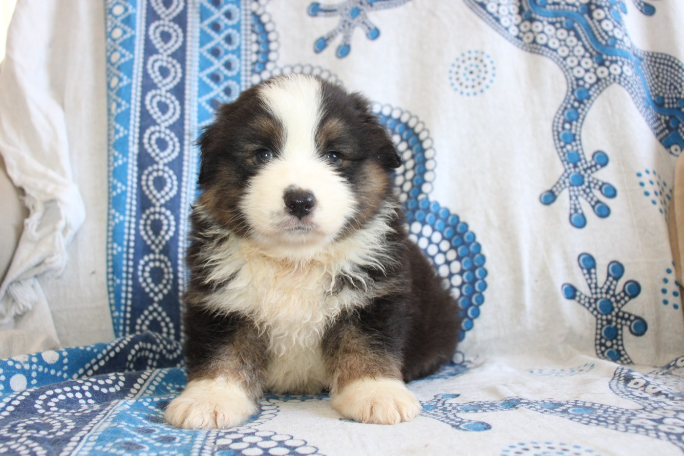 Of Little Blue Stars - Chiots disponibles - Berger Américain Miniature 