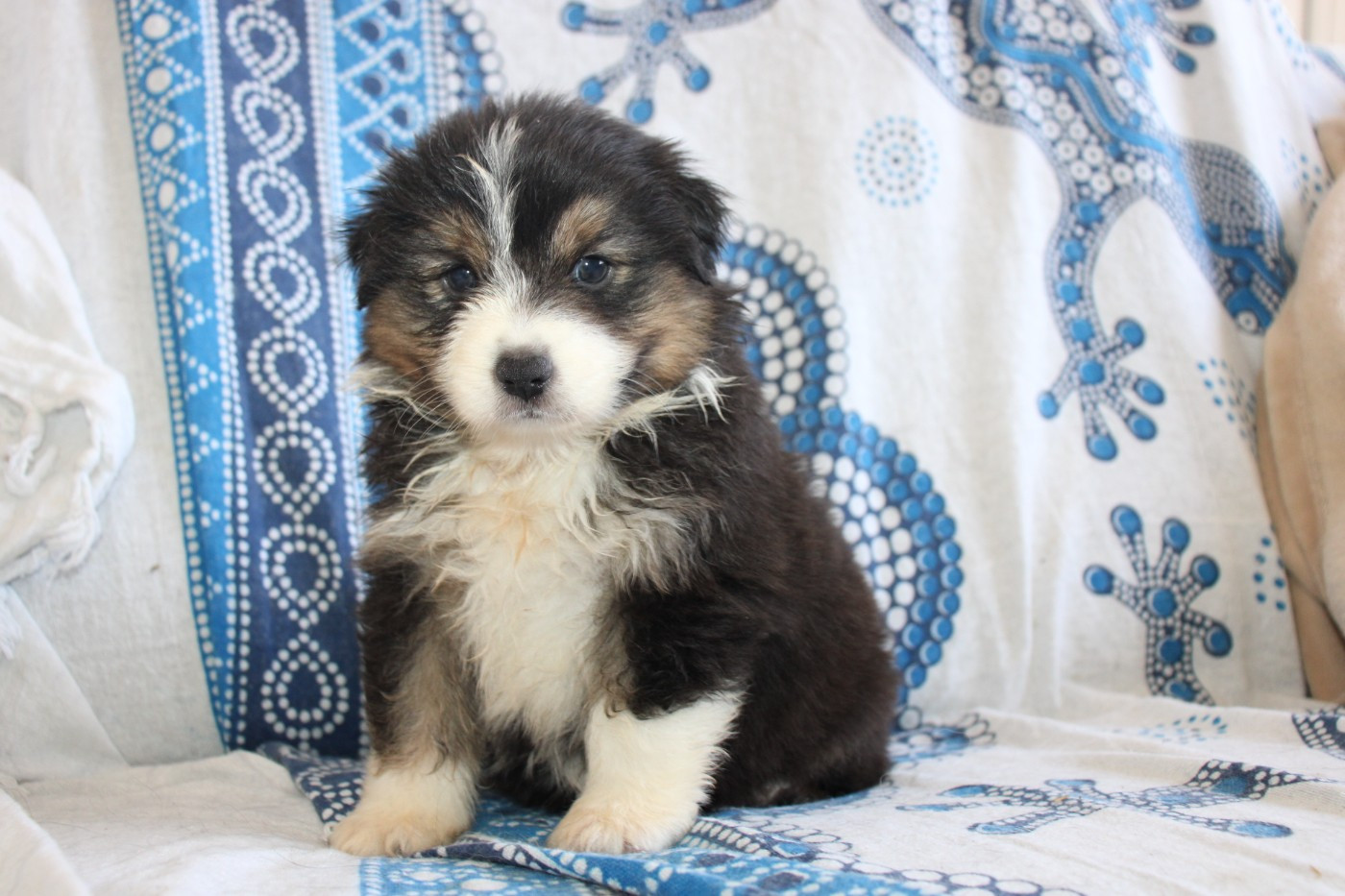 Of Little Blue Stars - Chiots disponibles - Berger Américain Miniature 