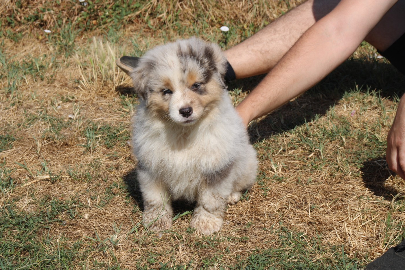 Of Little Blue Stars - Chiots disponibles - Berger Américain Miniature 