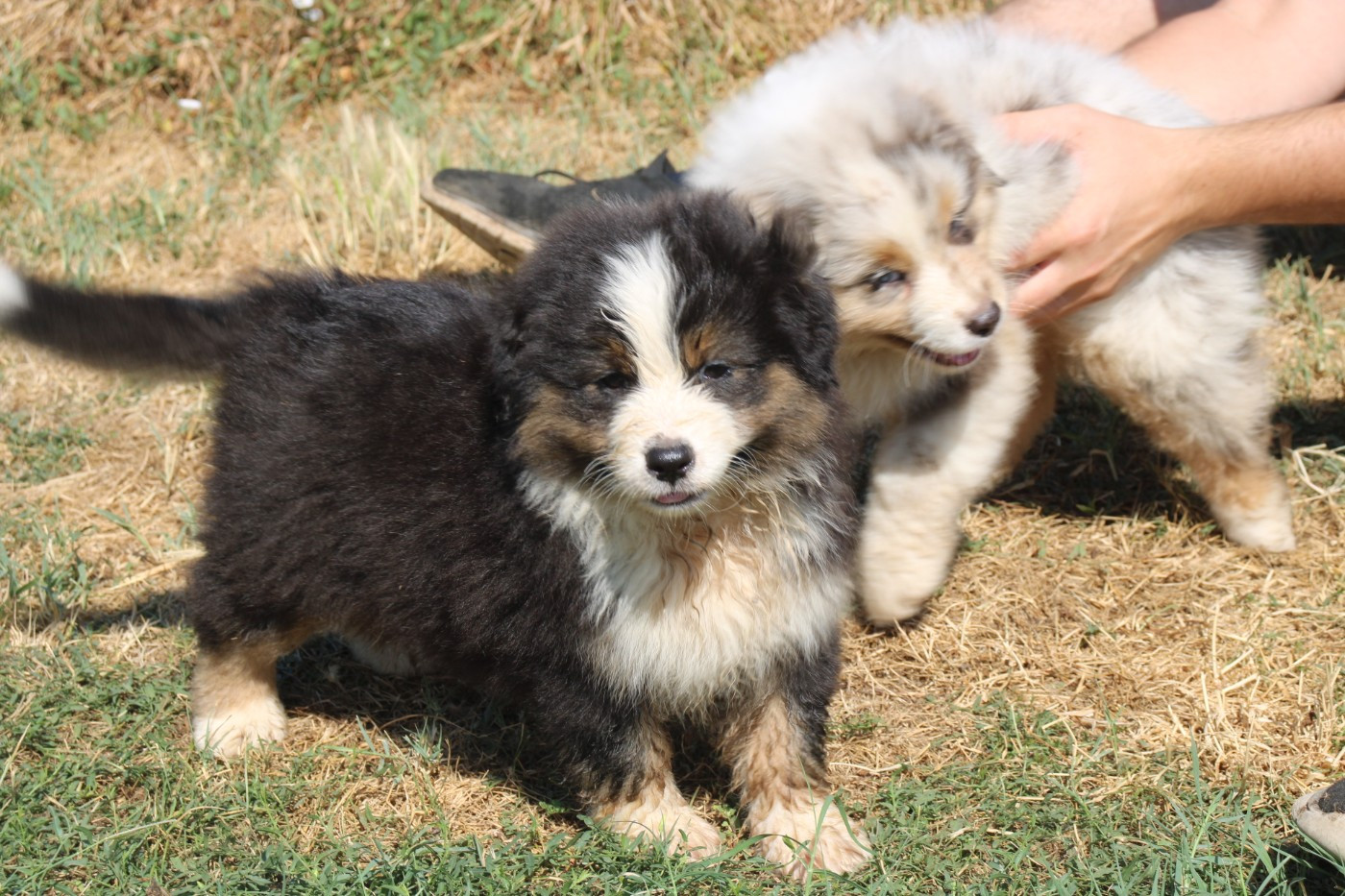 Of Little Blue Stars - Chiots disponibles - Berger Américain Miniature 