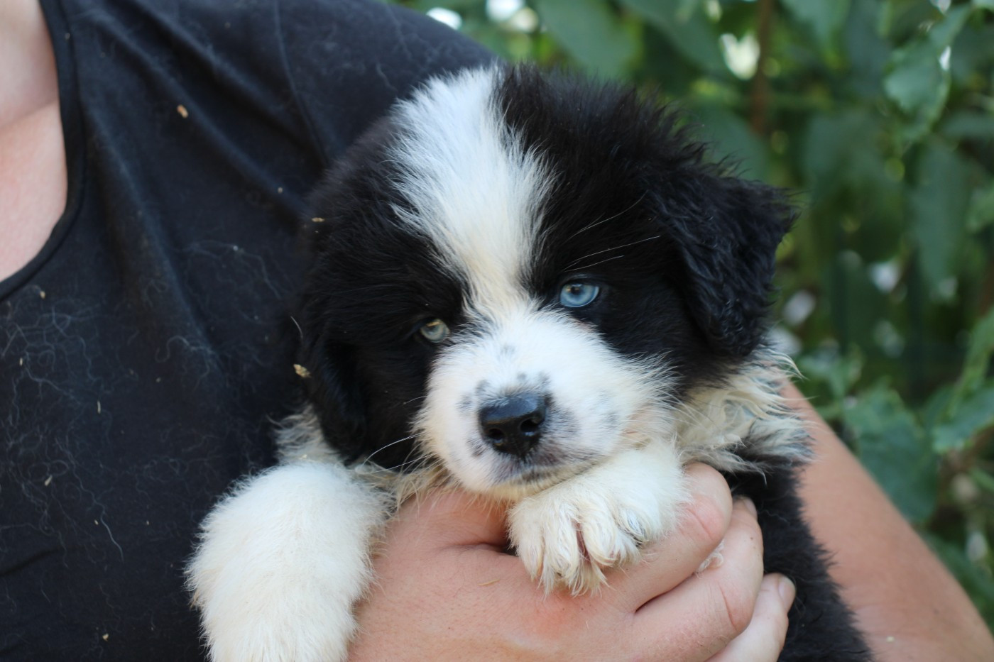 Of Little Blue Stars - Chiots disponibles - Berger Américain Miniature 