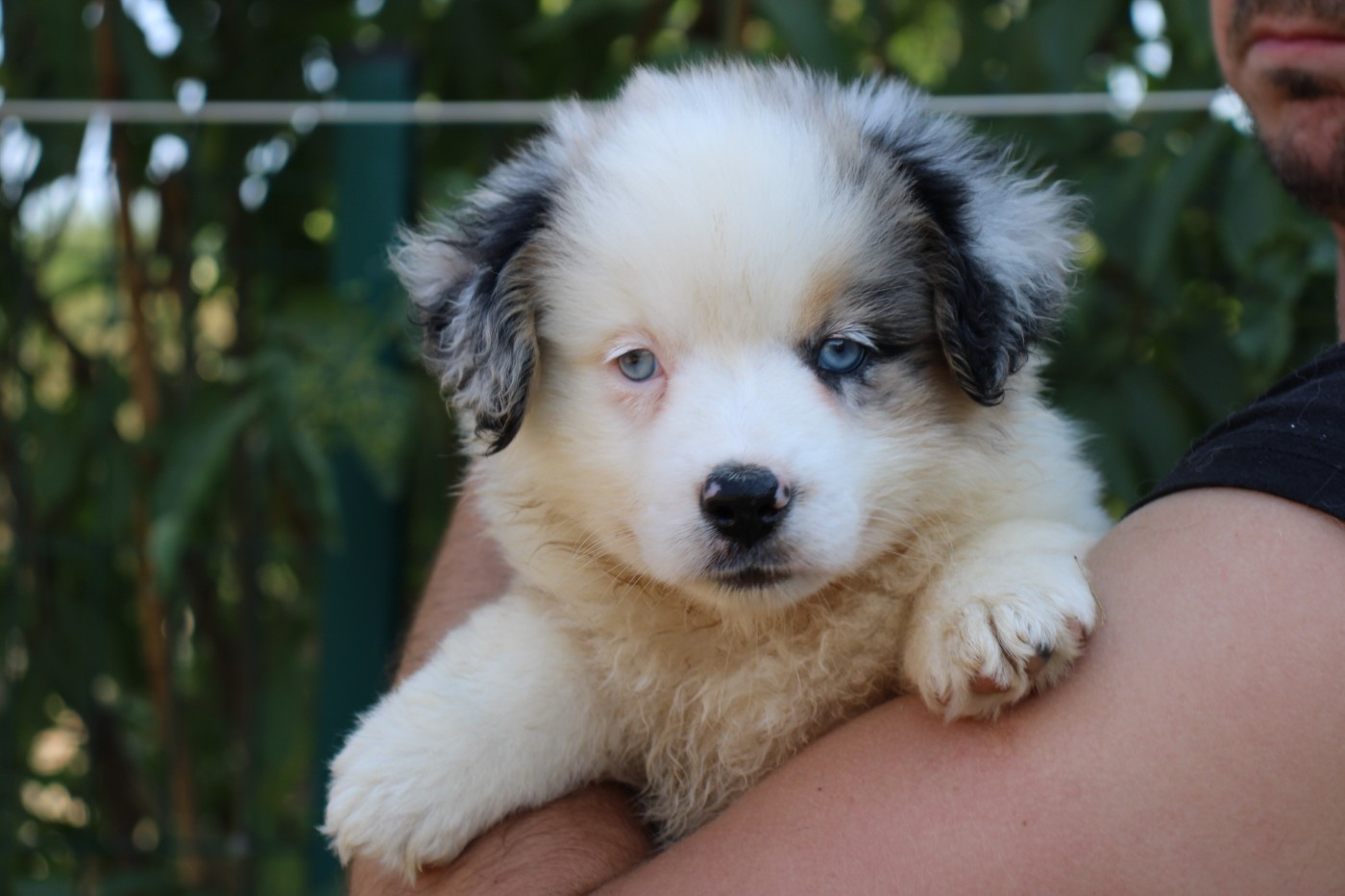 Of Little Blue Stars - Chiots disponibles - Berger Américain Miniature 