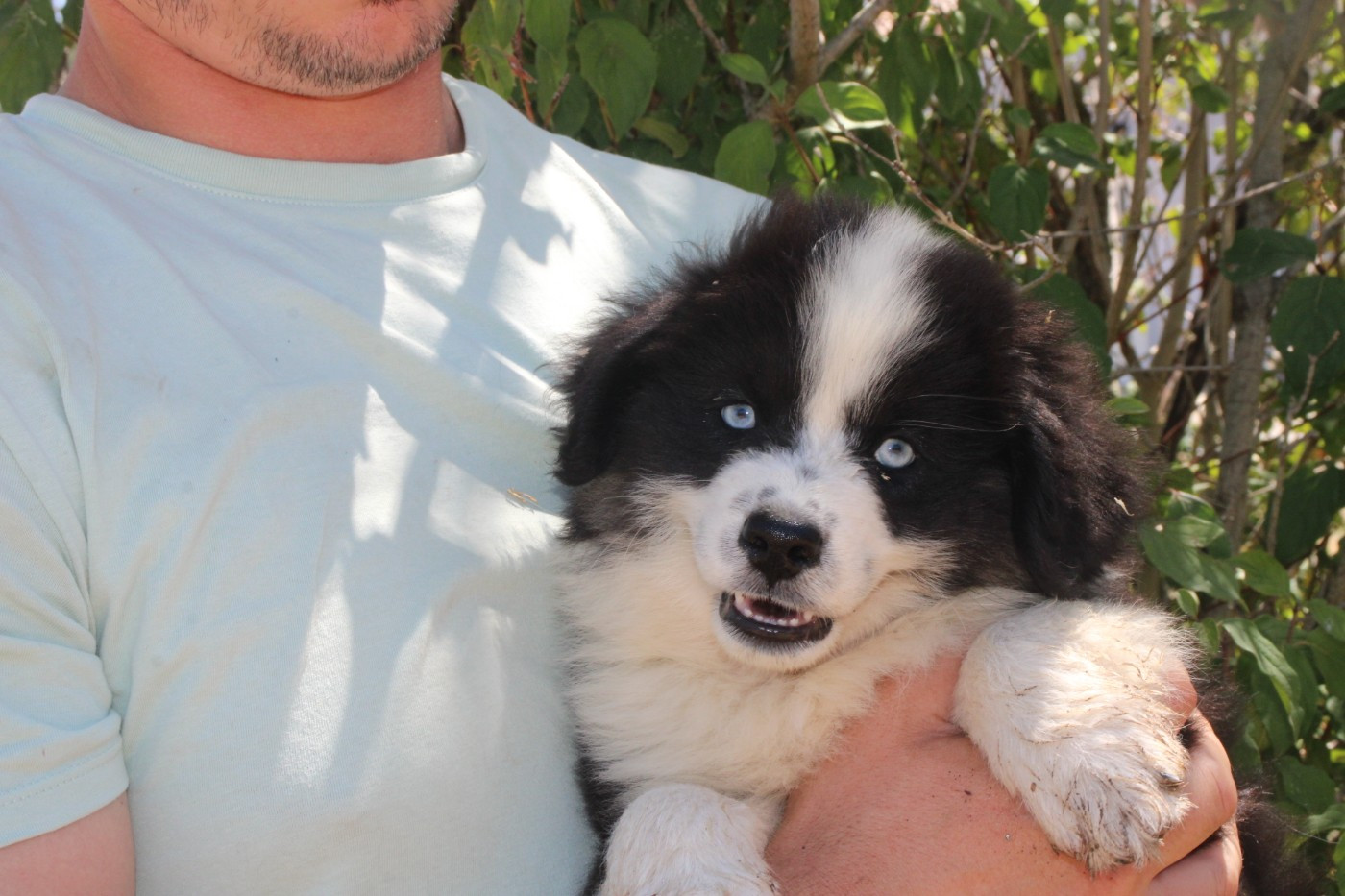 Of Little Blue Stars - Chiots disponibles - Berger Américain Miniature 