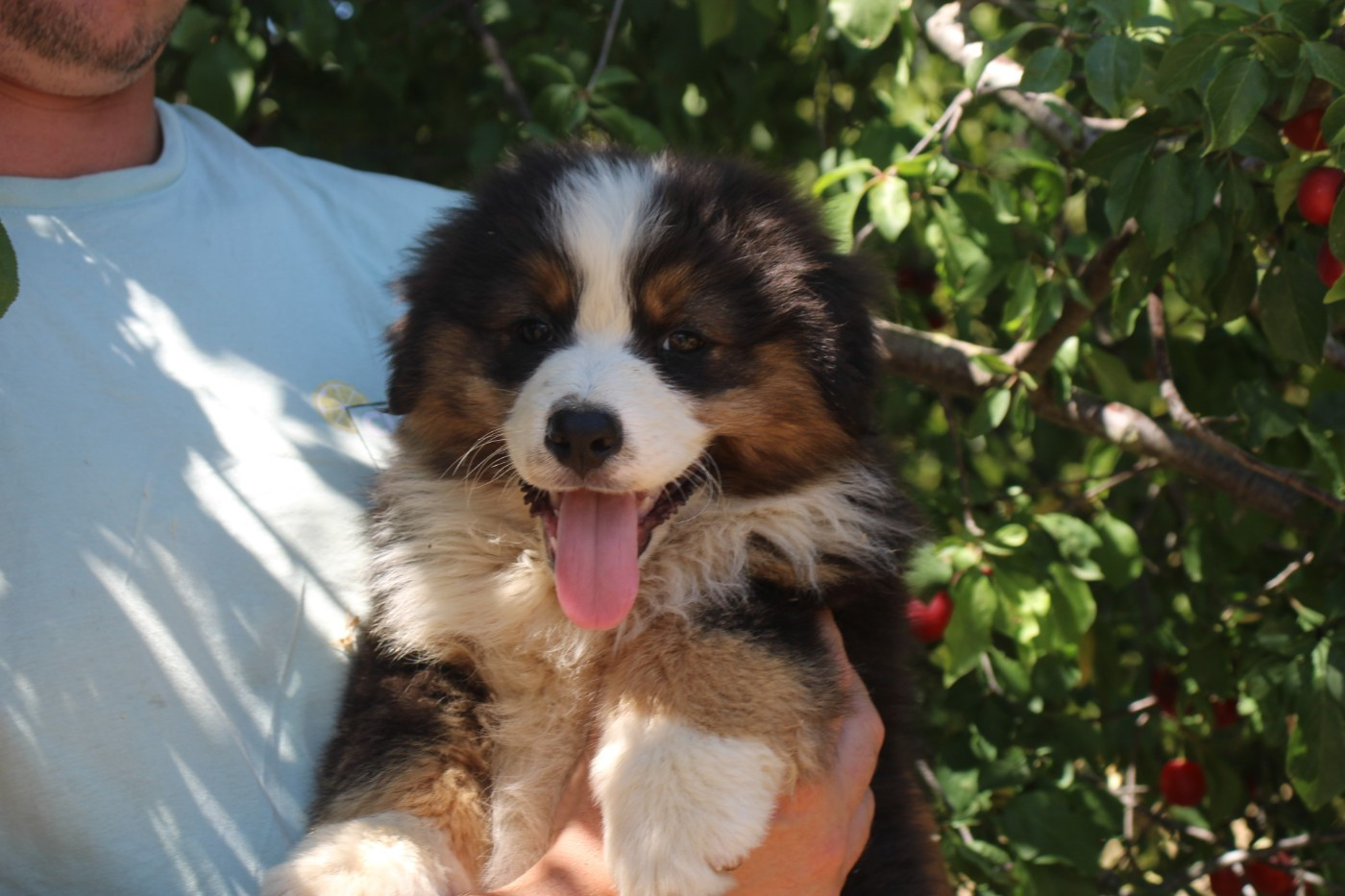 Of Little Blue Stars - Chiots disponibles - Berger Américain Miniature 