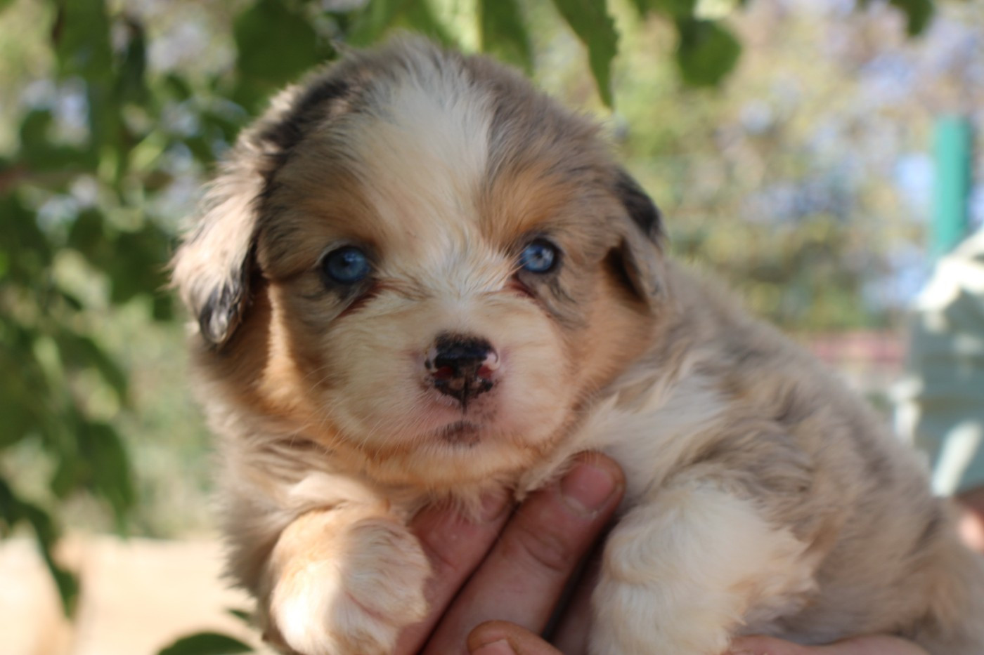 Of Little Blue Stars - Chiots disponibles - Berger Américain Miniature 