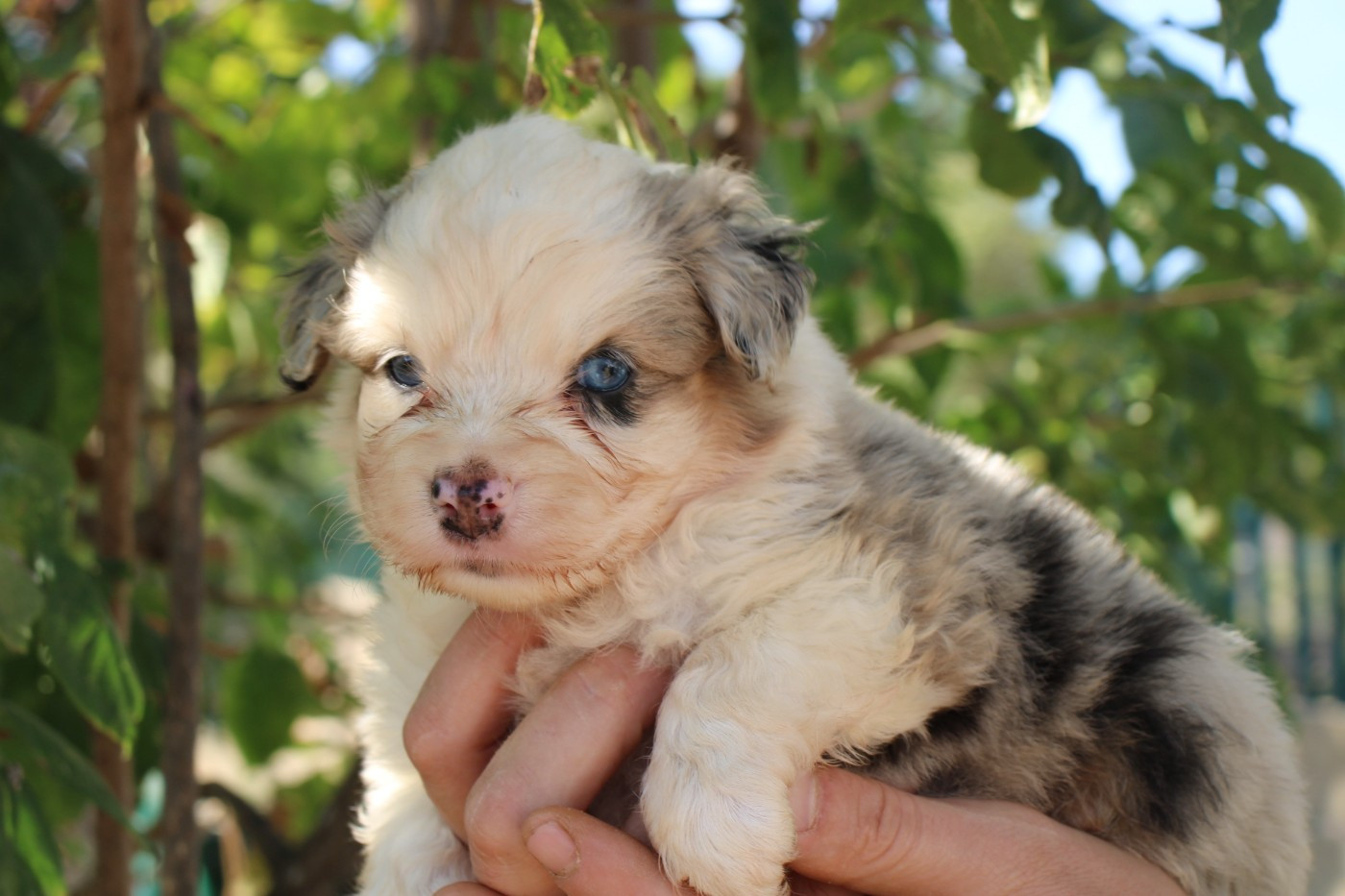 Of Little Blue Stars - Chiots disponibles - Berger Américain Miniature 