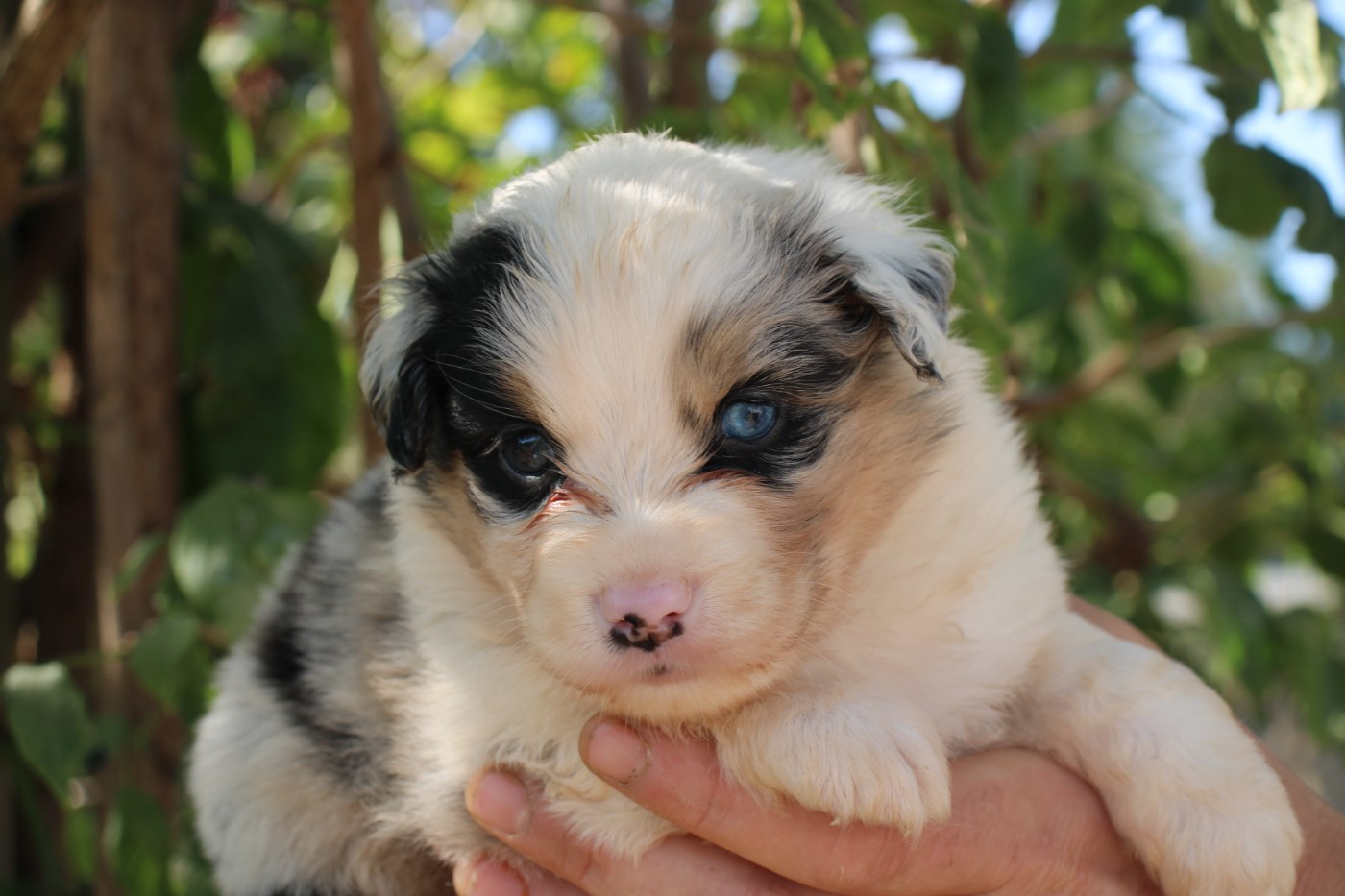 Of Little Blue Stars - Chiots disponibles - Berger Américain Miniature 