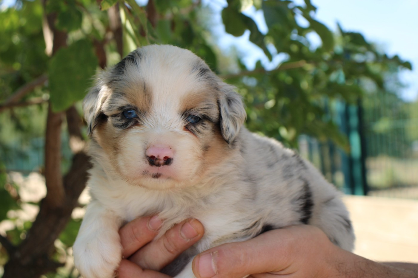Of Little Blue Stars - Chiots disponibles - Berger Américain Miniature 