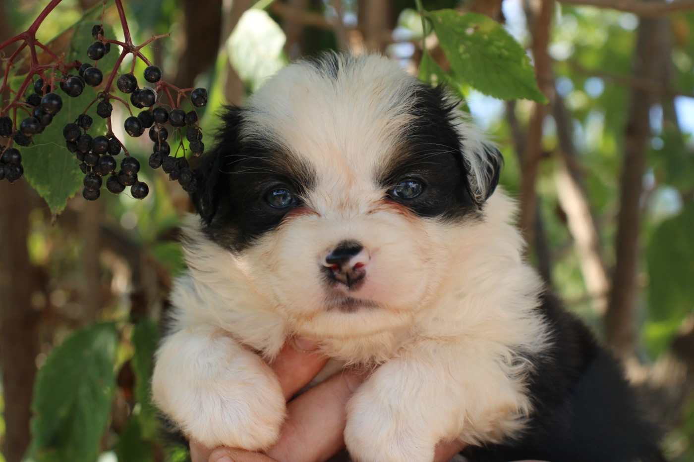 Of Little Blue Stars - Chiots disponibles - Berger Américain Miniature 