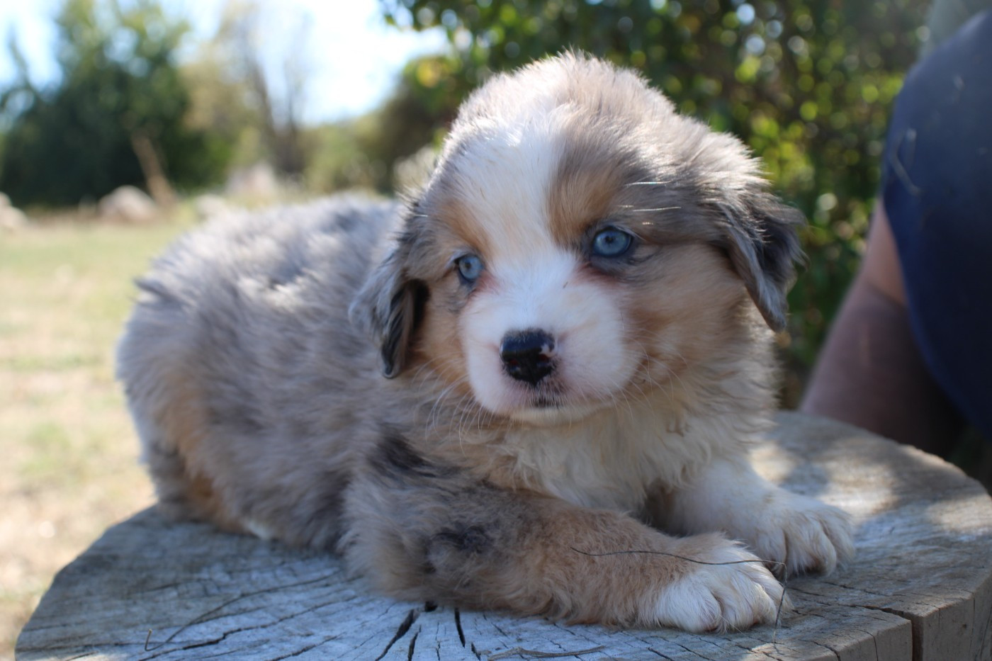 Of Little Blue Stars - Chiots disponibles - Berger Américain Miniature 
