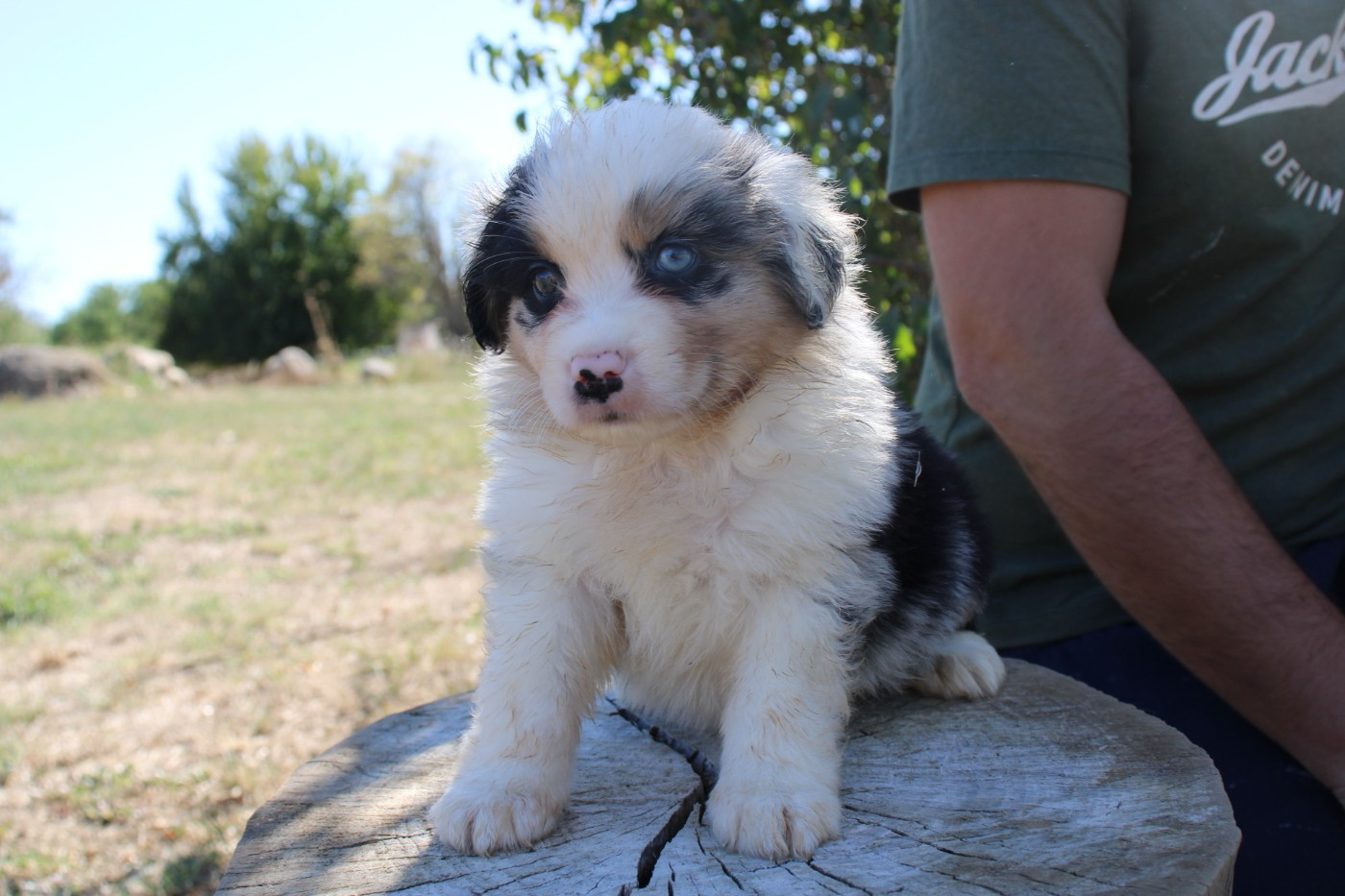 Of Little Blue Stars - Chiots disponibles - Berger Américain Miniature 