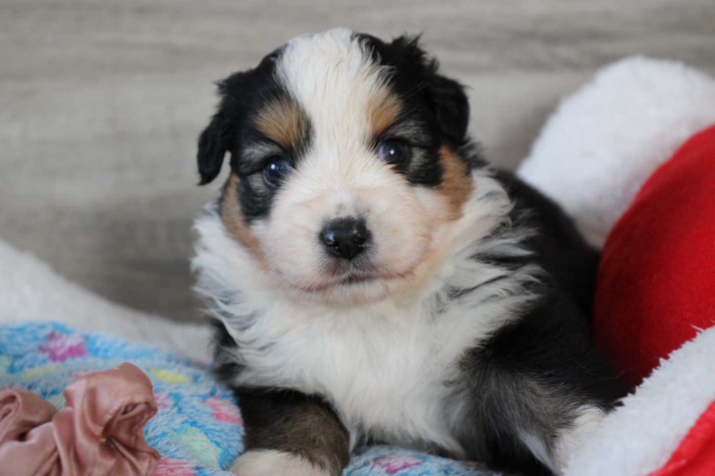 Of Little Blue Stars - Chiots disponibles - Berger Américain Miniature 