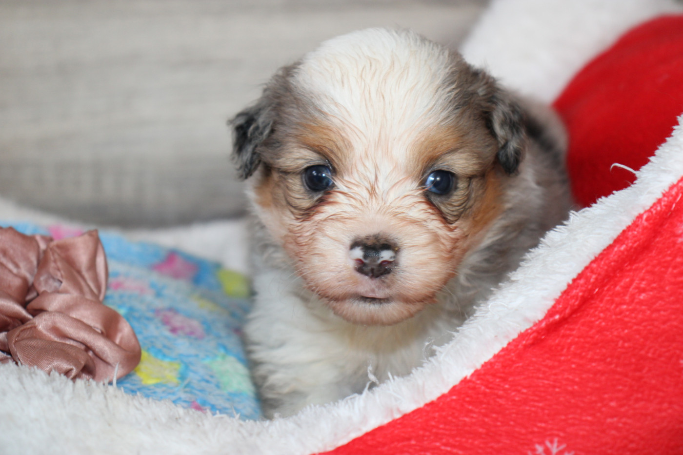 Of Little Blue Stars - Chiots disponibles - Berger Américain Miniature 